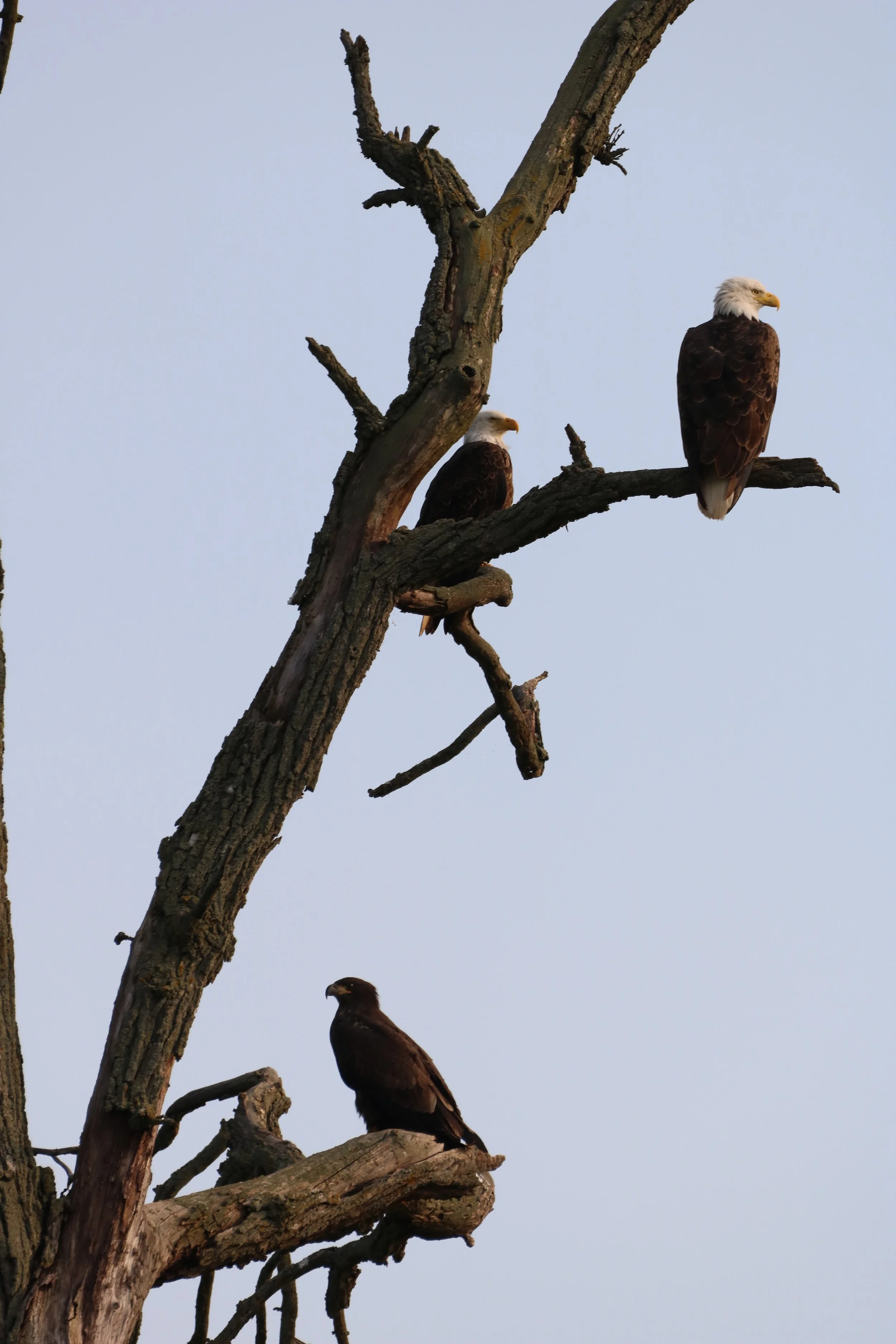 Regal Eagle Family