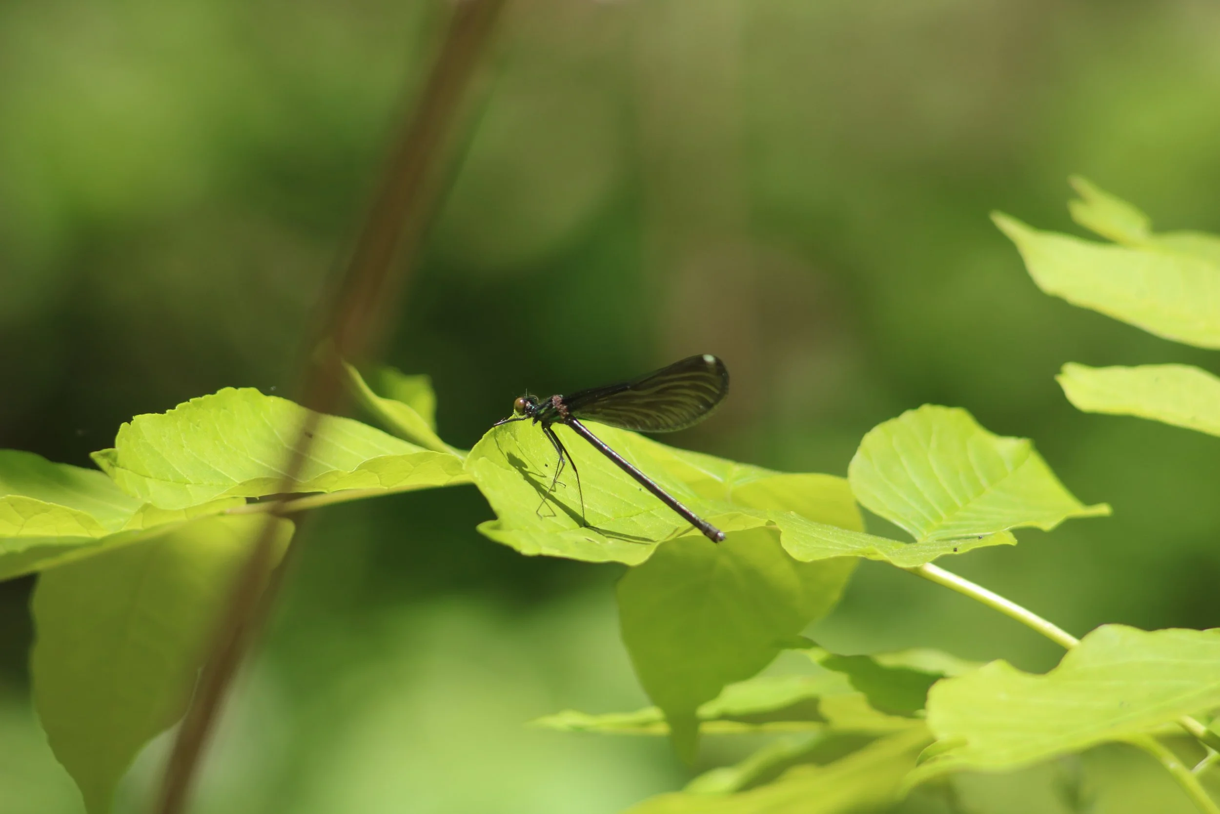 Ebony Jewelwing