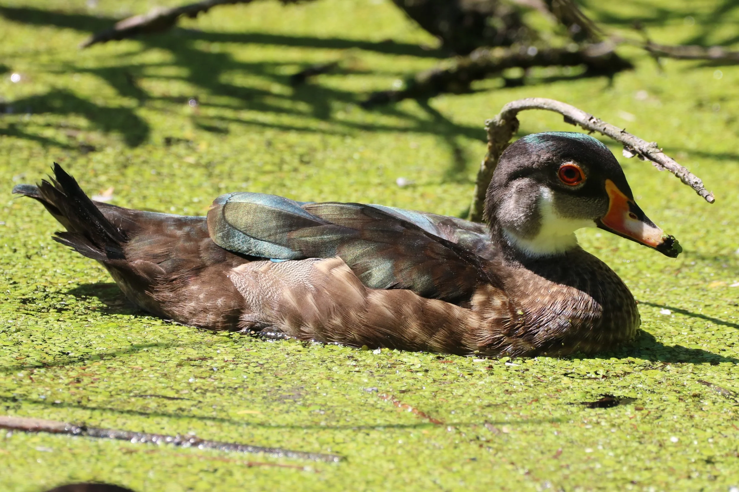 How much wood can a wood duck duck
