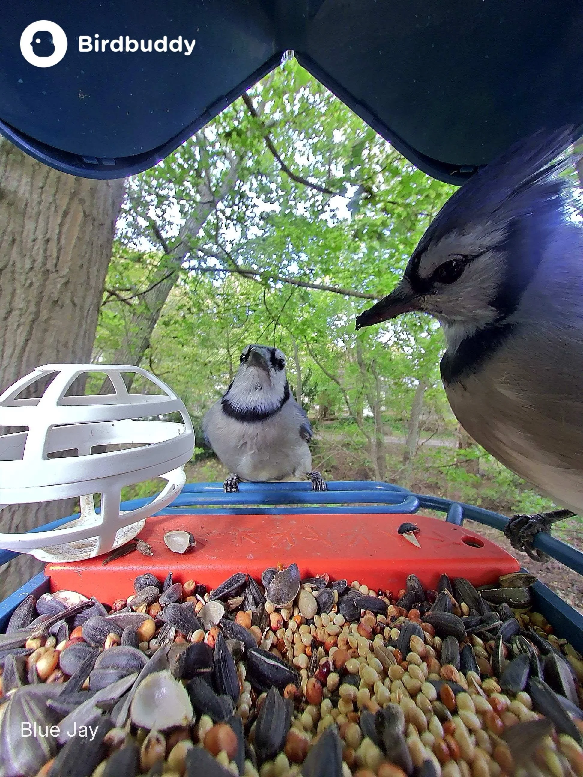 Bluejay birdbuddy (3).JPG