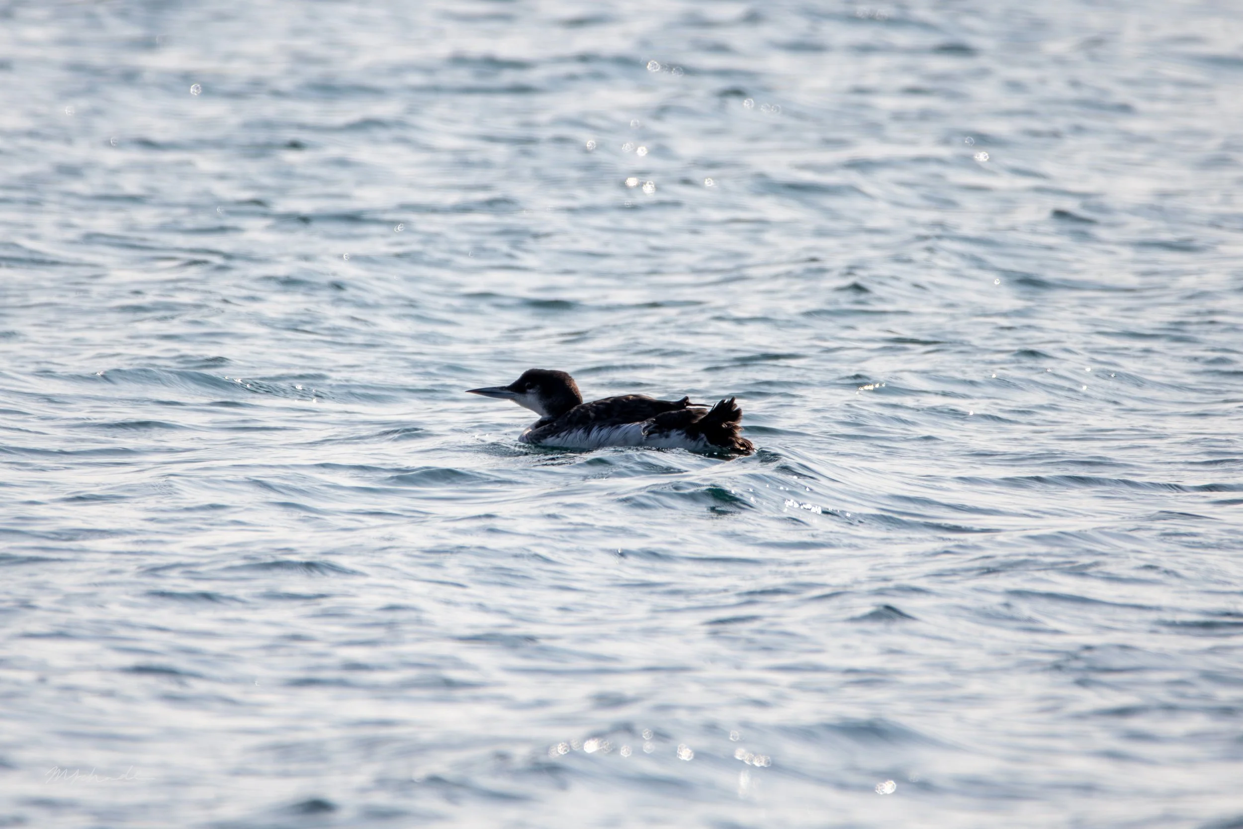 Cow Head, NL, 2026-08-15