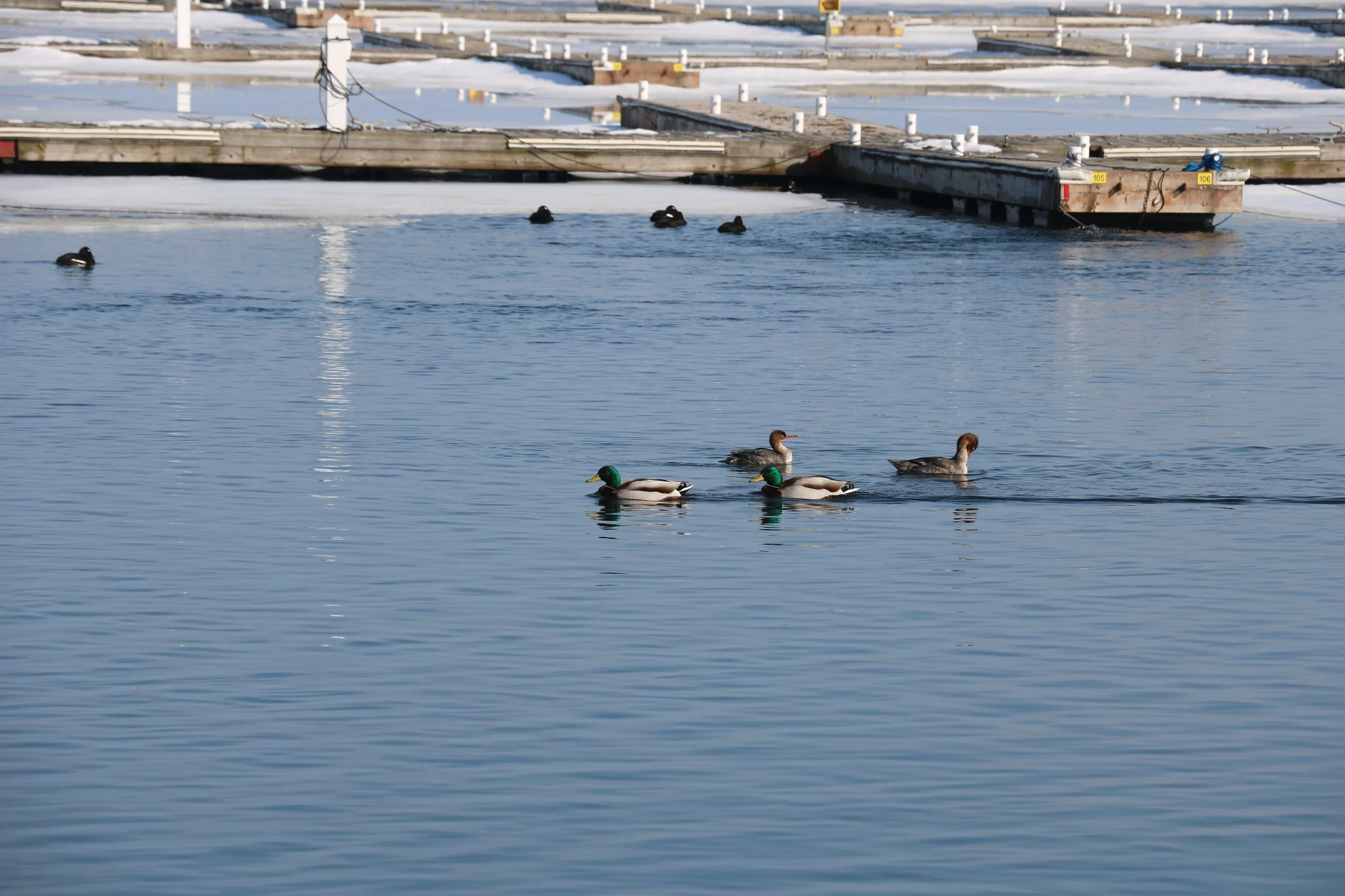 Red-breasted merganser females + mallard males.JPG