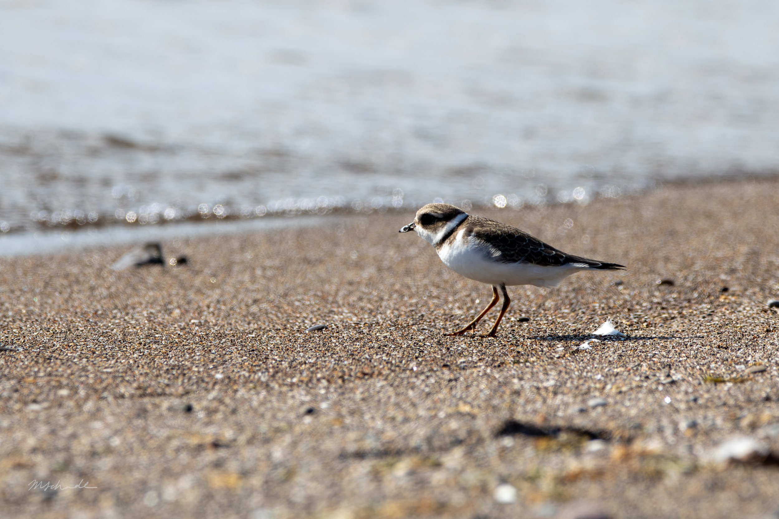Pelee Island, ON, 2026-09-18