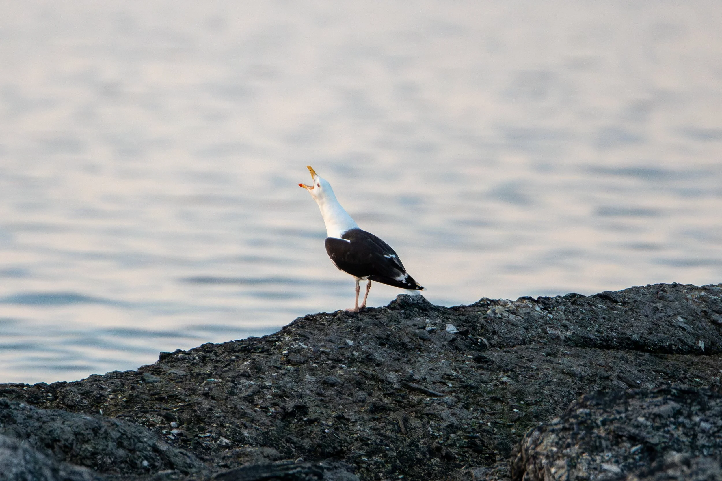 Cow Head, NL, 2026-08-09