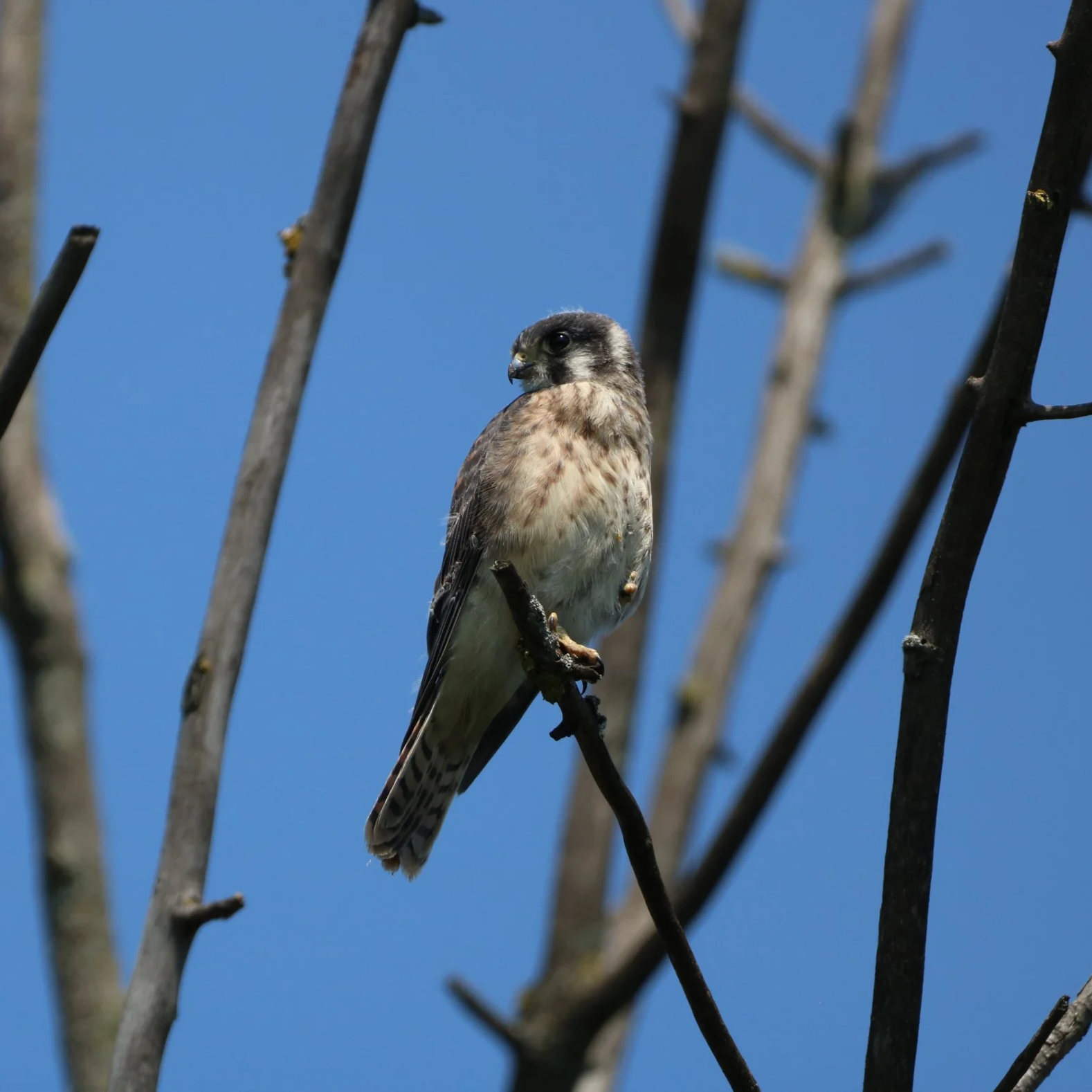 #2 American Kestrel