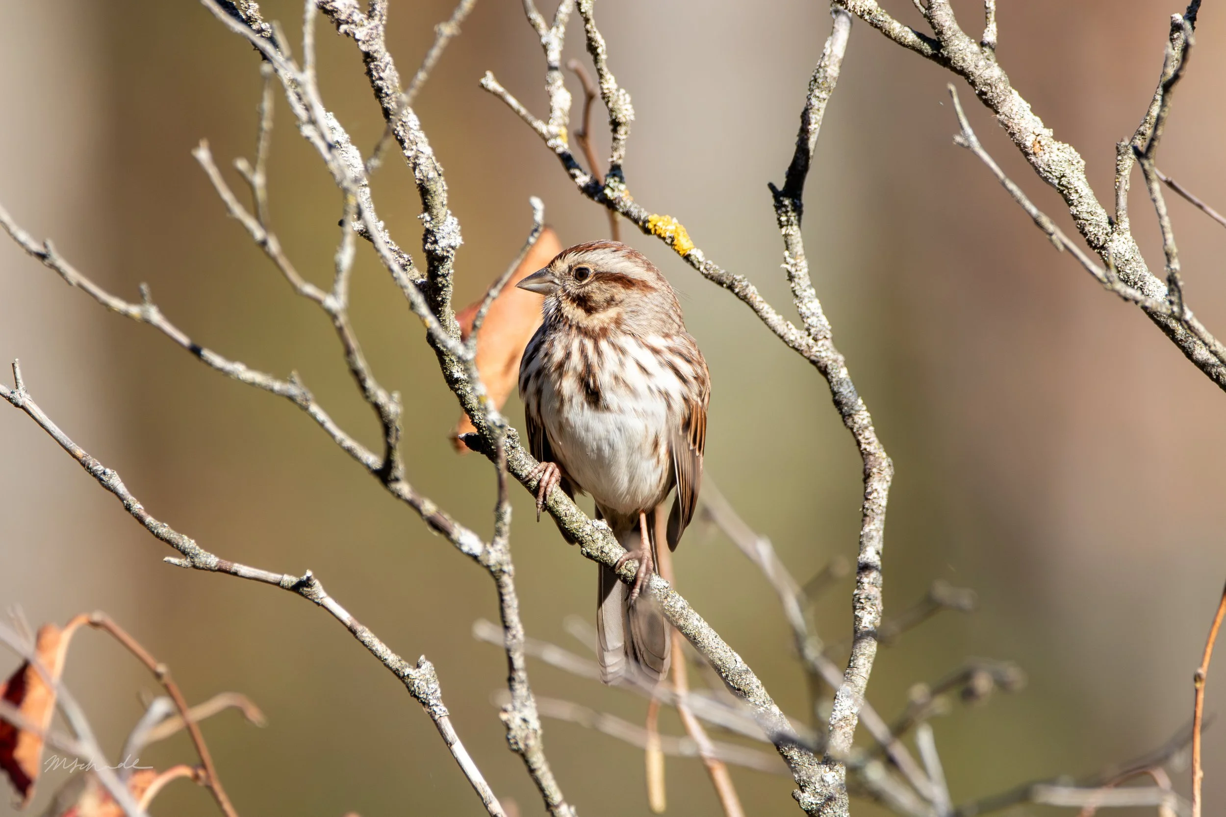 Song Sparrow (8).jpg