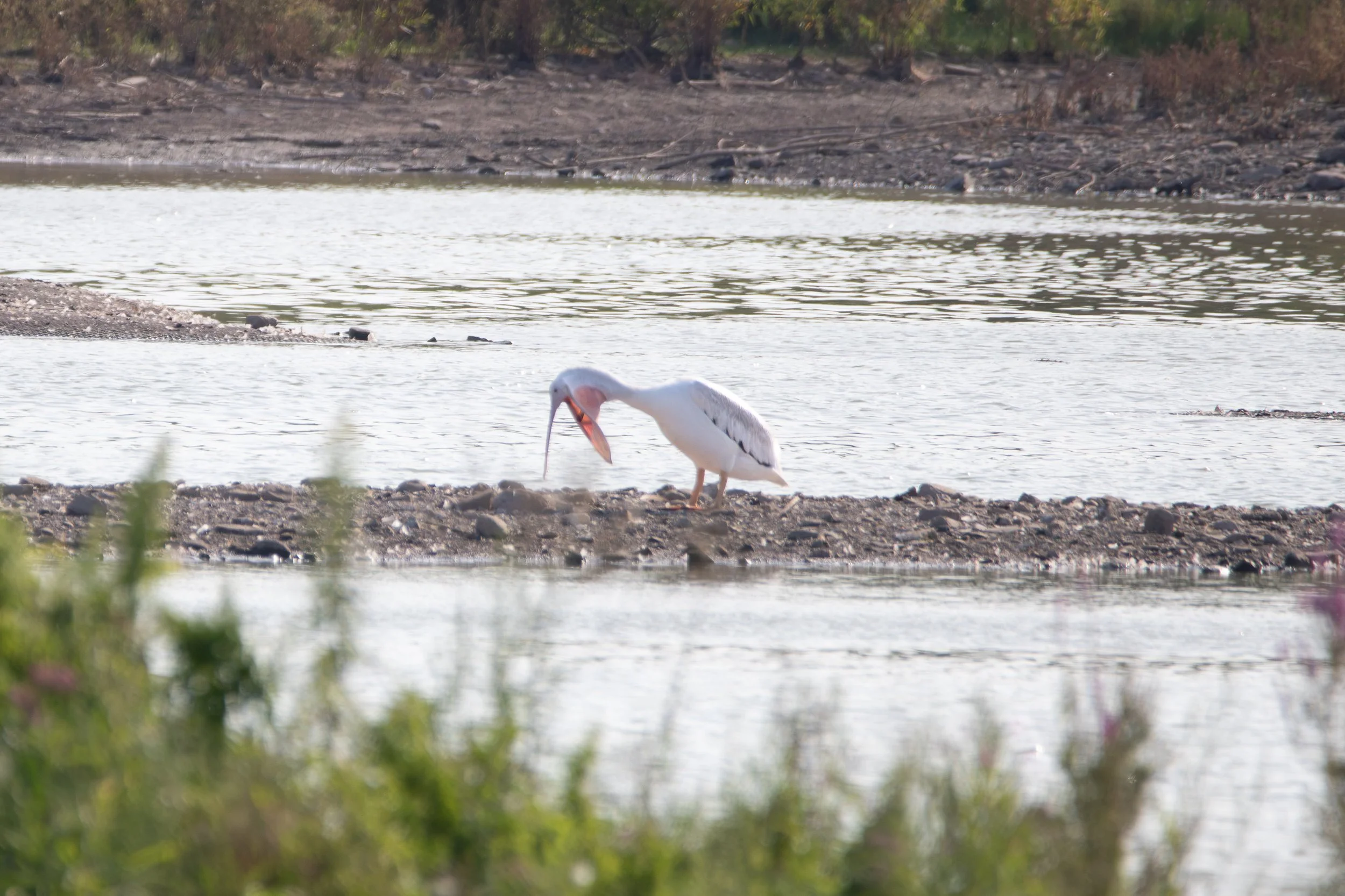 American White Pelican