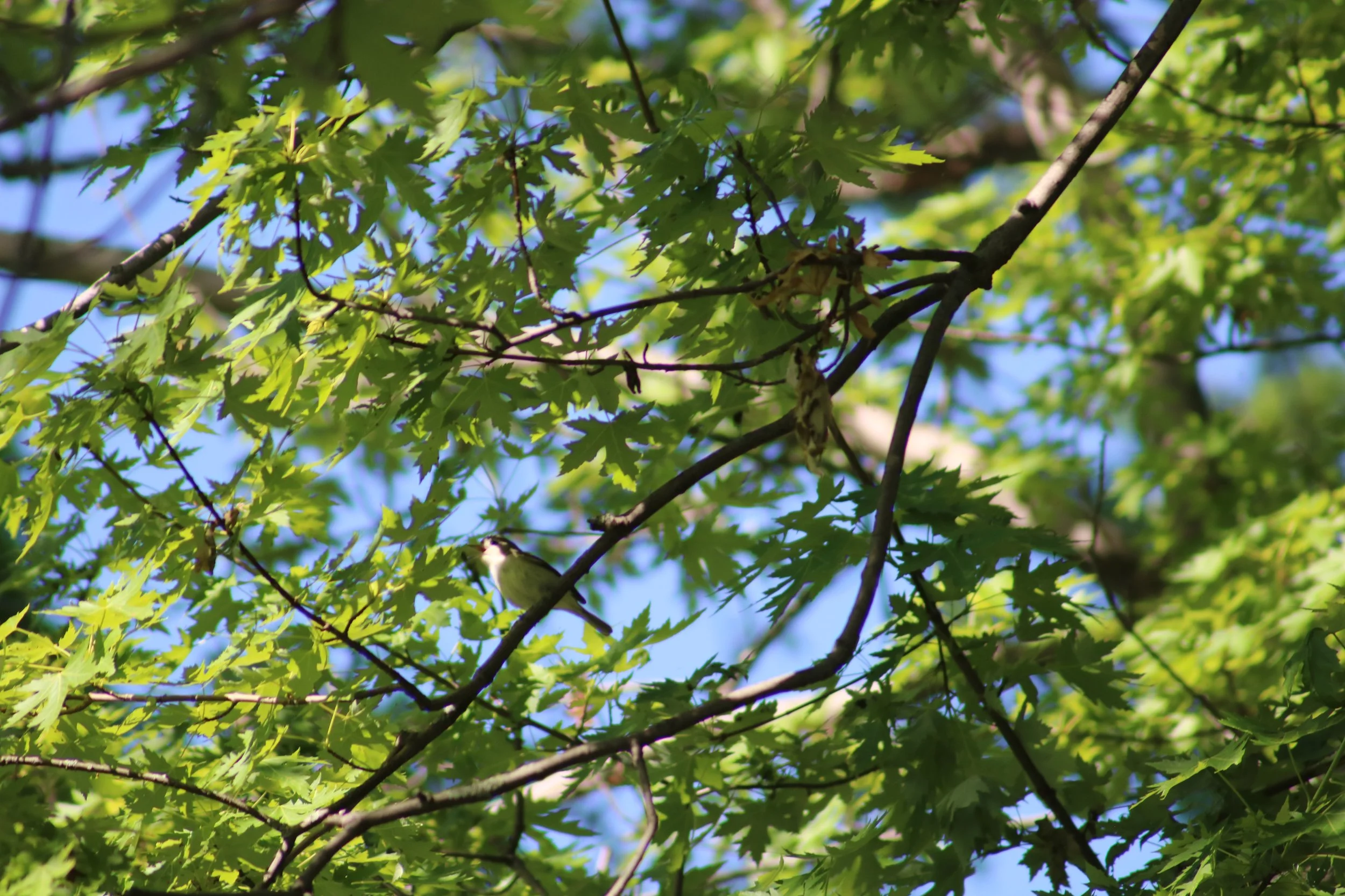 Bronte, ON, 2026-06-13