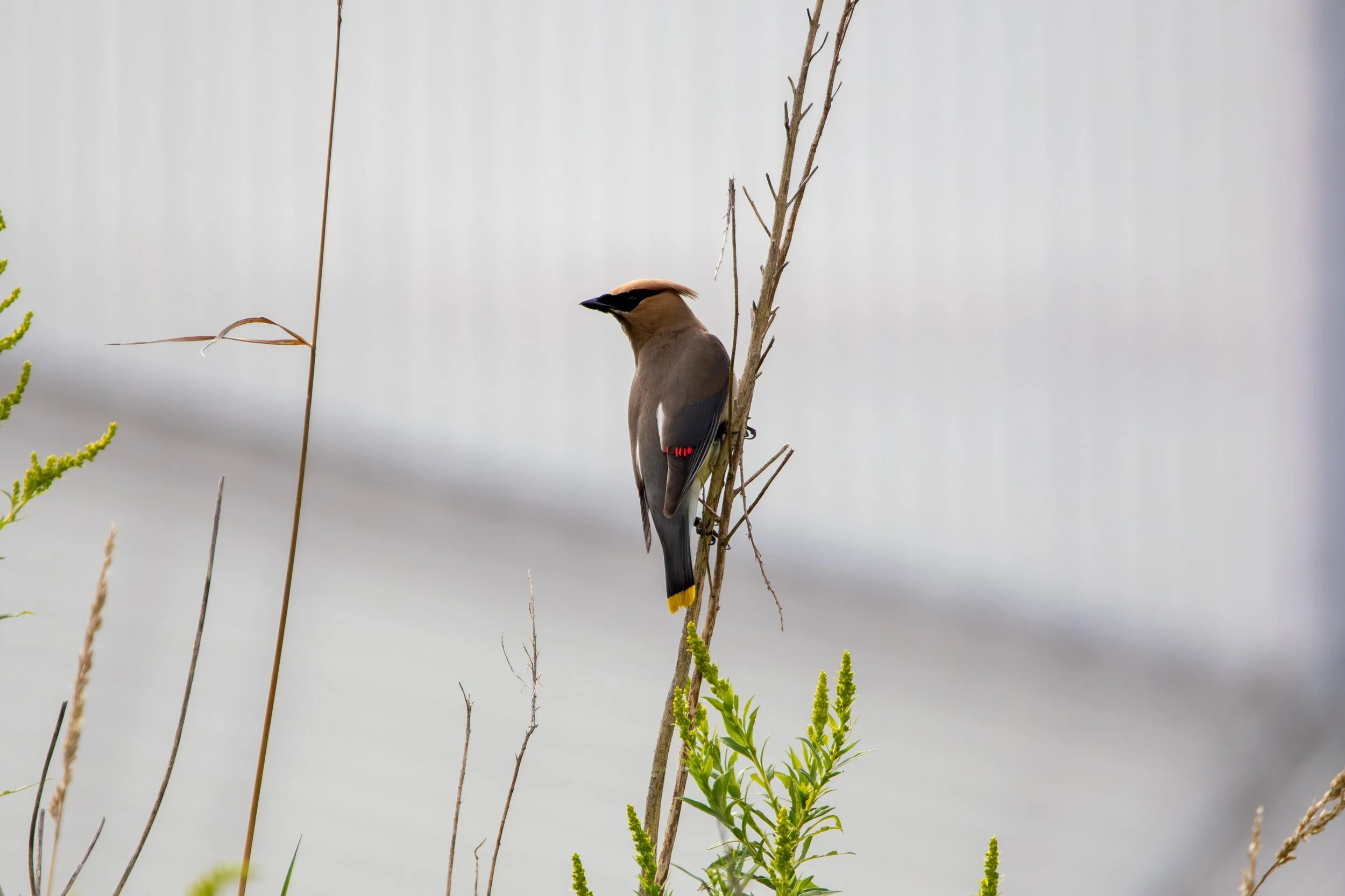 Cedar Waxwing on goldenrod.jpg