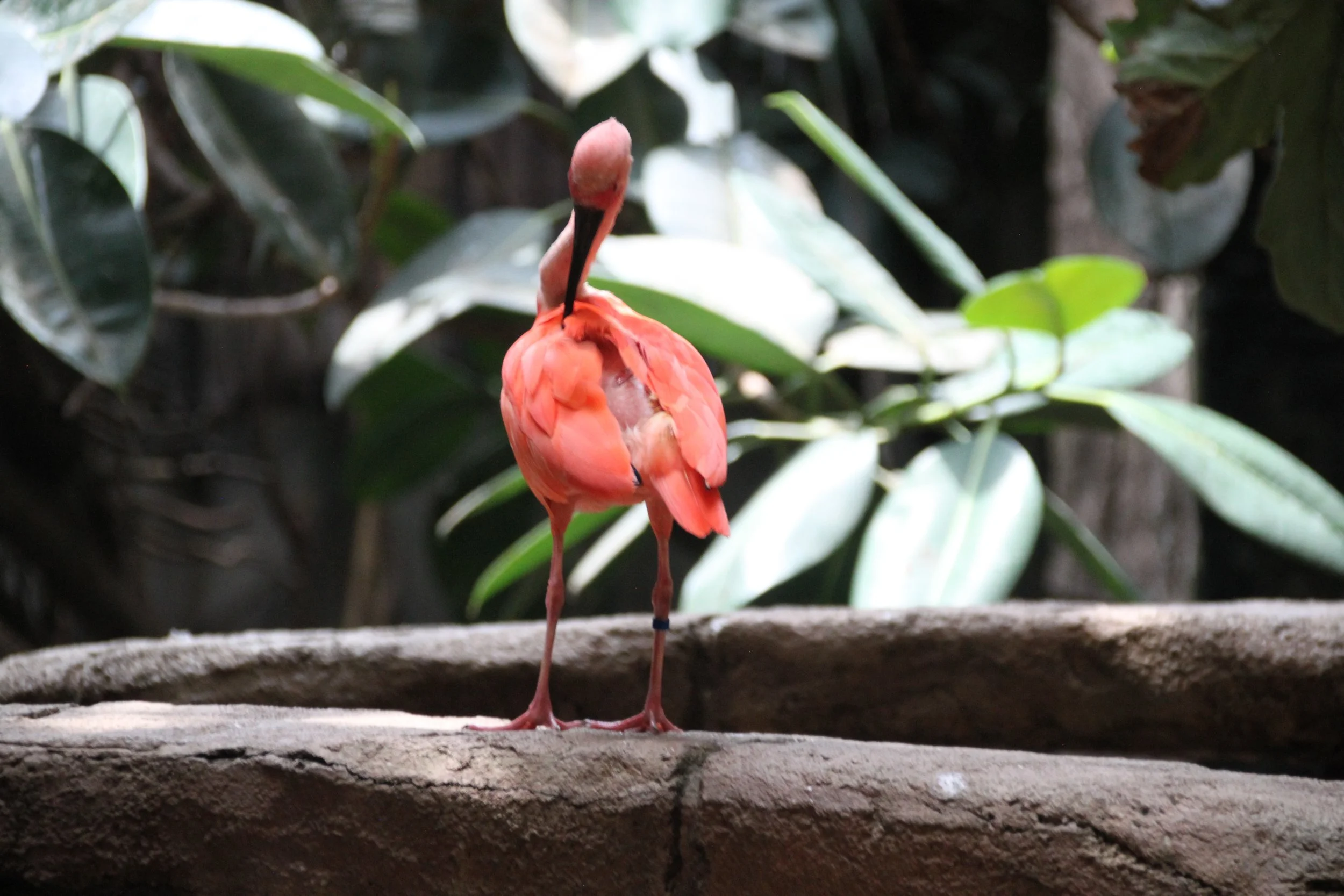 Scarlet Ibis 1.JPG