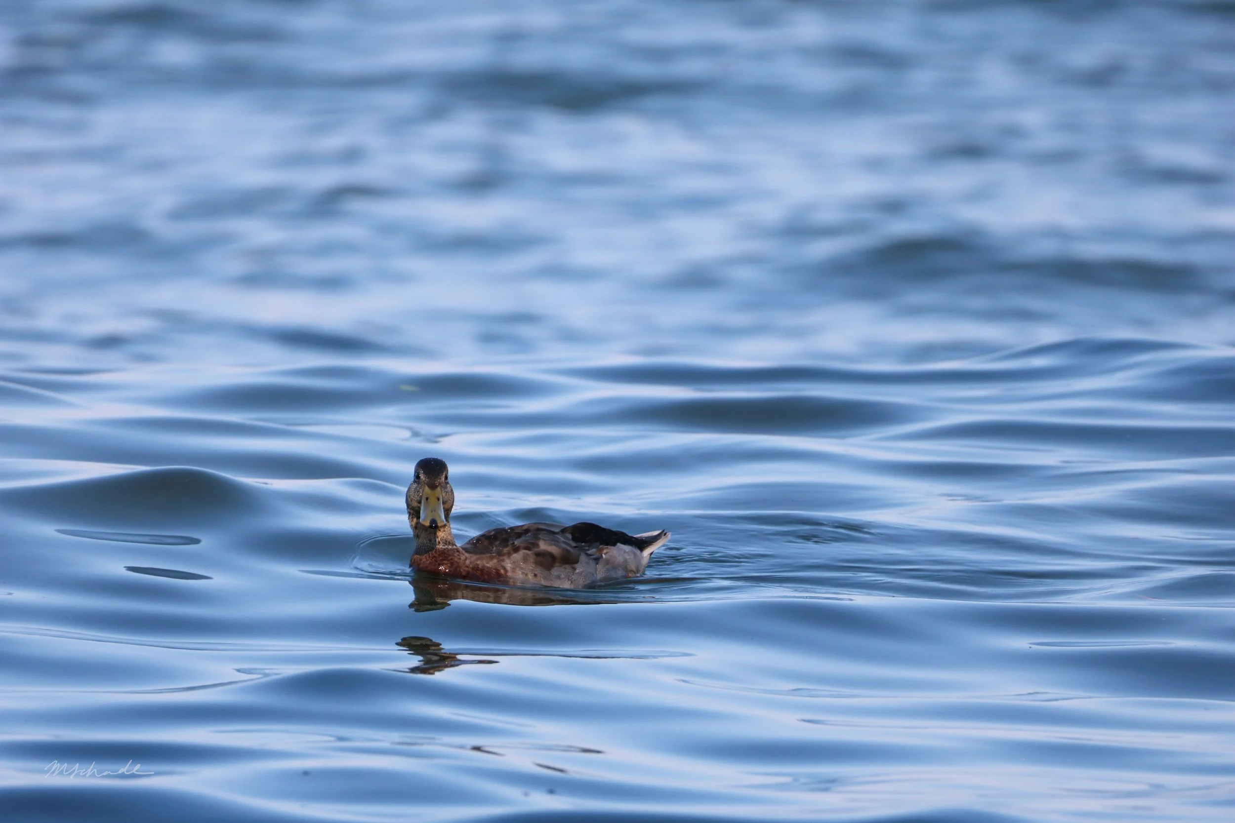 Bronte, ON, 2026-07-11