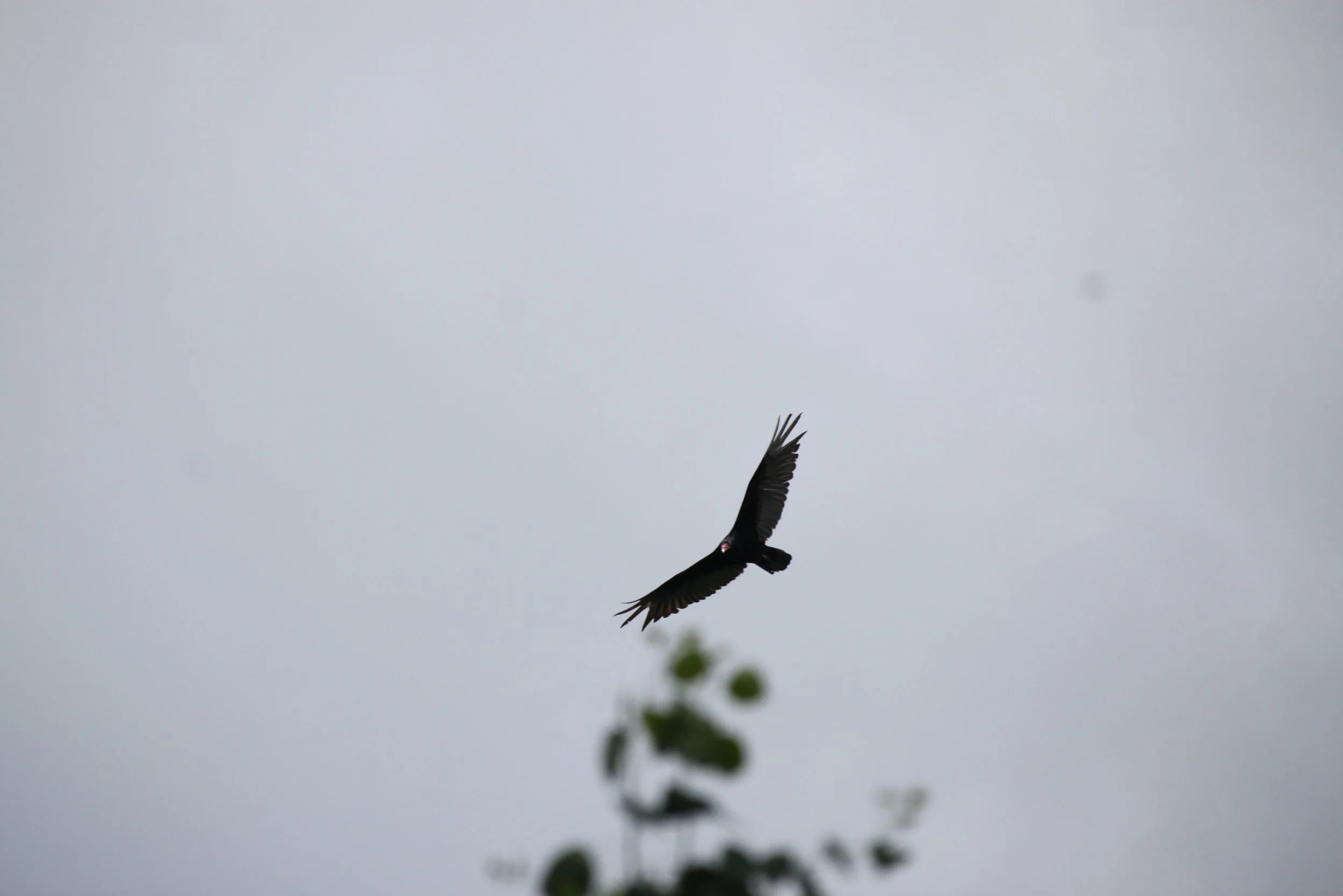 IMG_7120.JPG
