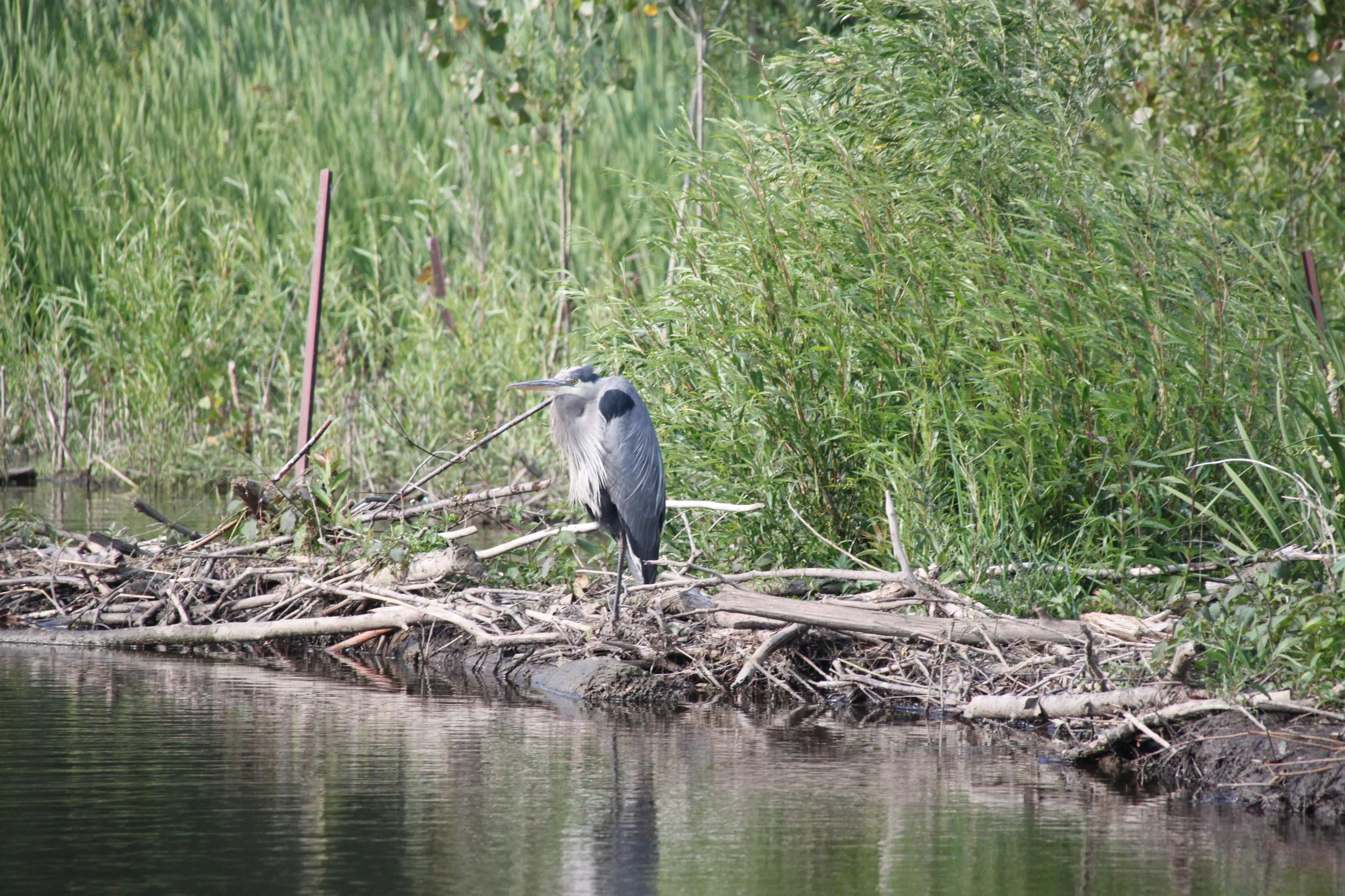 IMG_7934.JPG