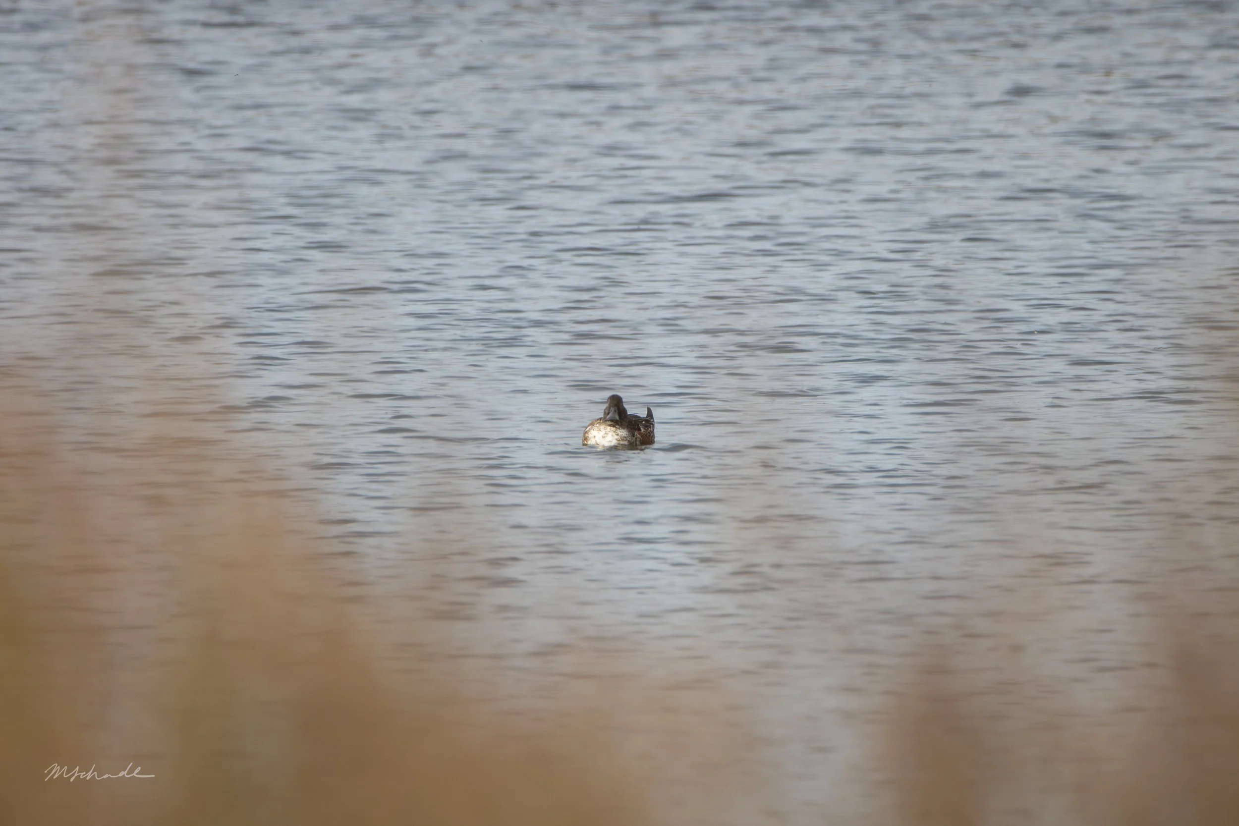 Northern Shoveler facing forward.jpg