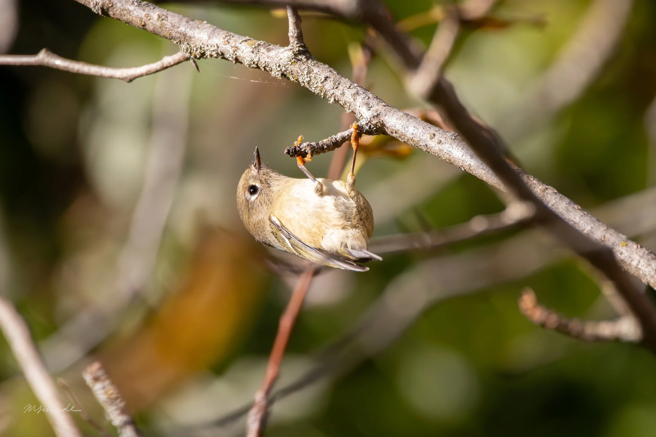 Ruby-Crowned Kinglet (2).jpg