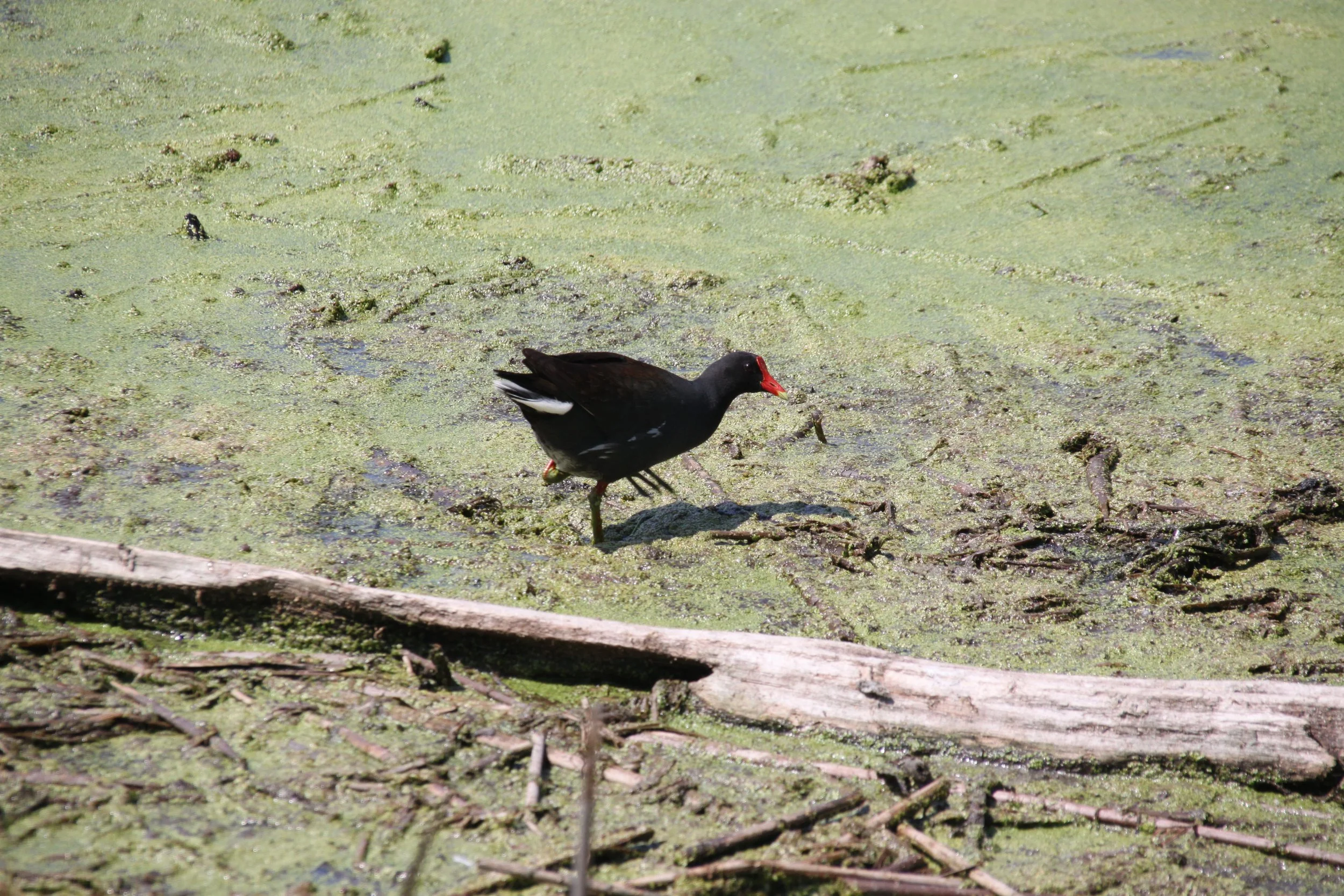 IMG_8644.JPG