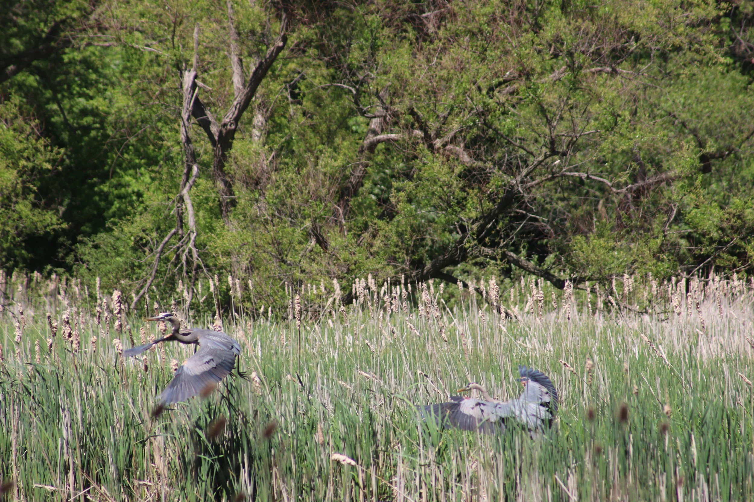 IMG_3046.JPG