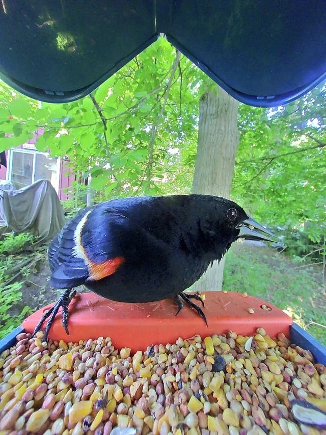Red-winged Blackbird Sideview.jpg