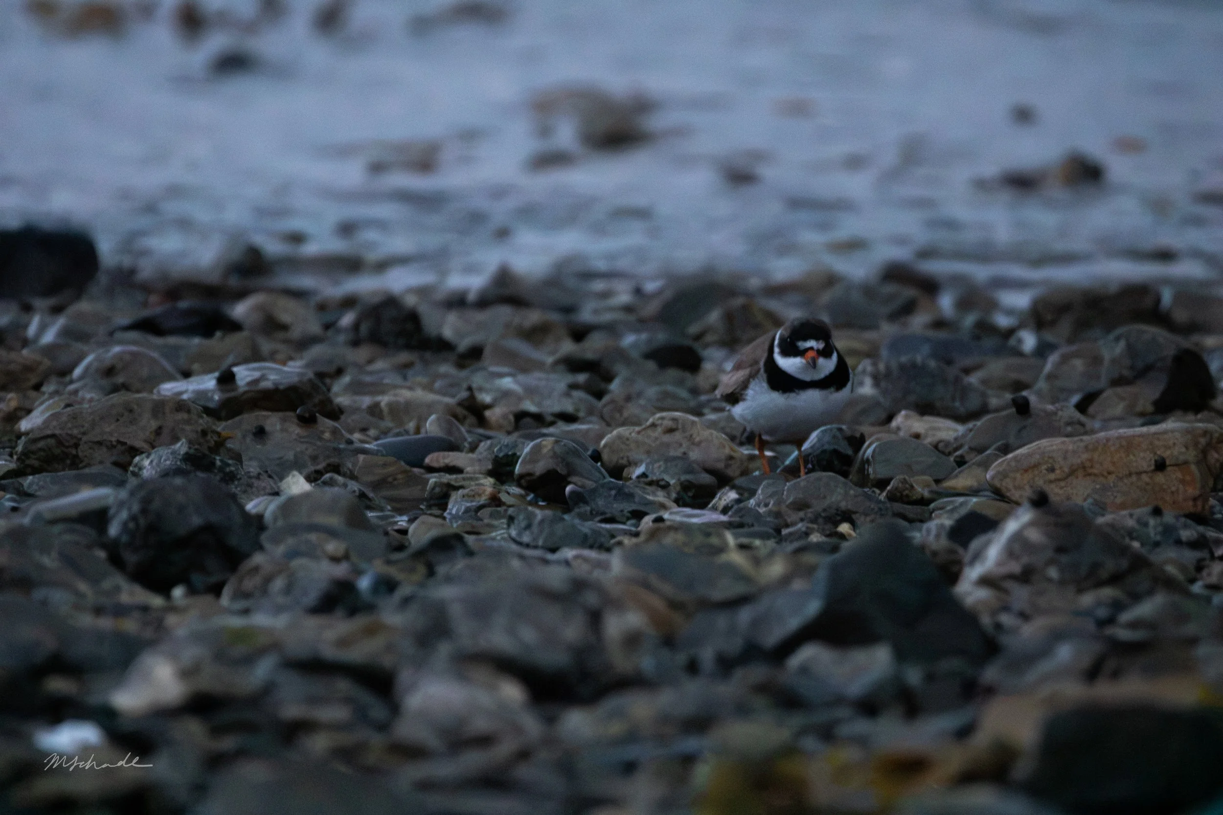 Semipalmated Plover (3).jpg