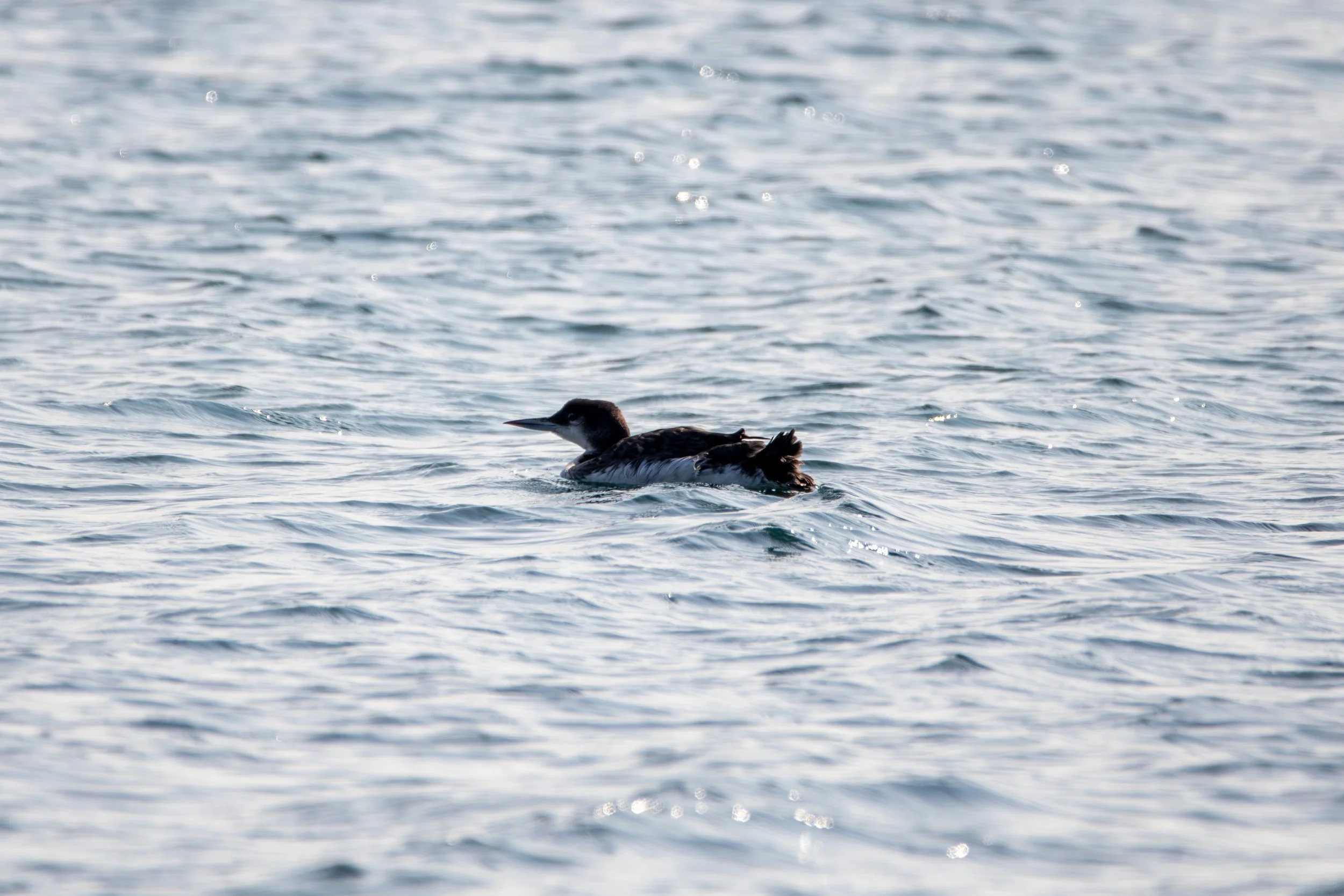 Cow Head, NL, 2026-08-15