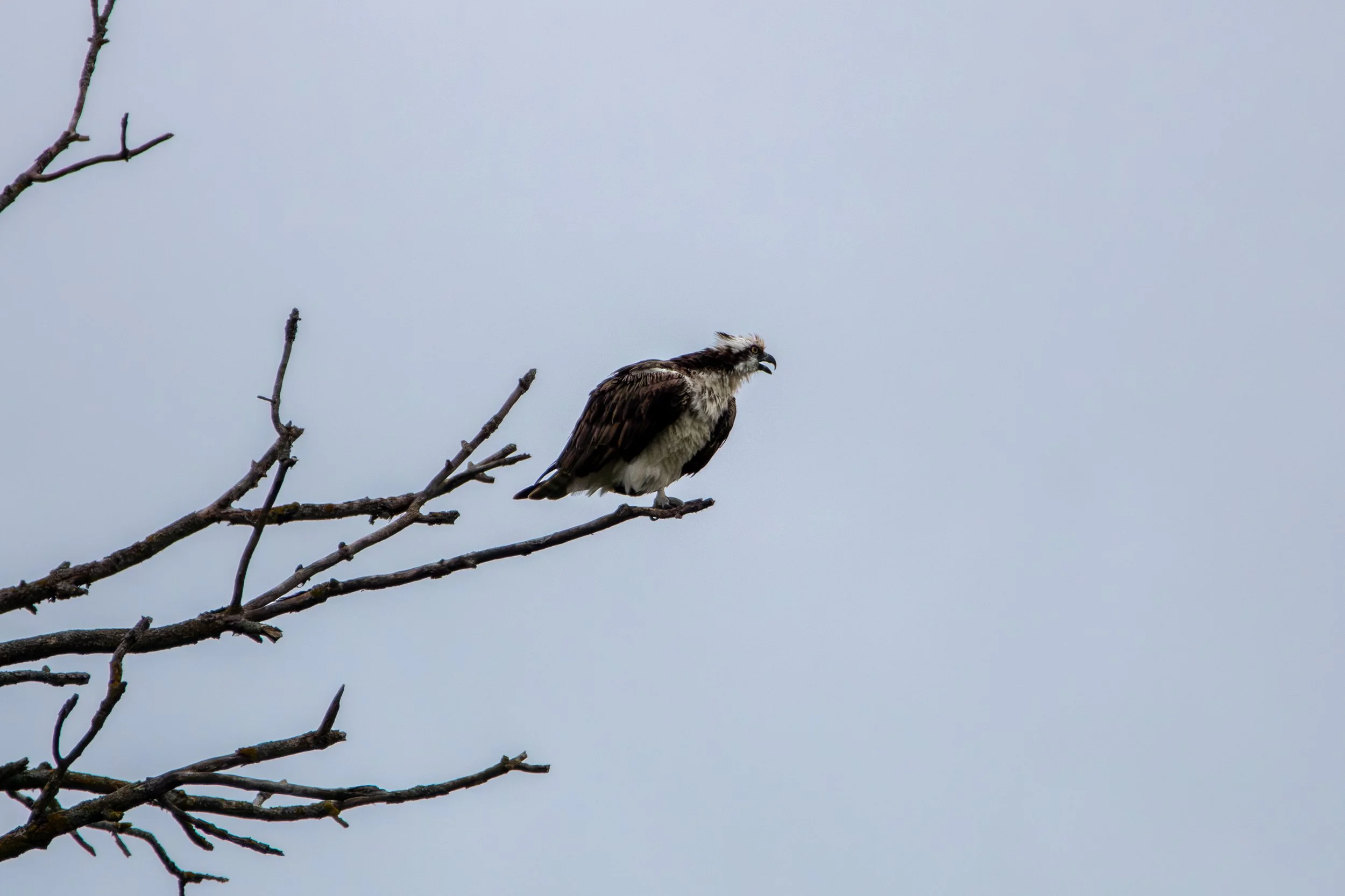 Osprey Yell.jpg