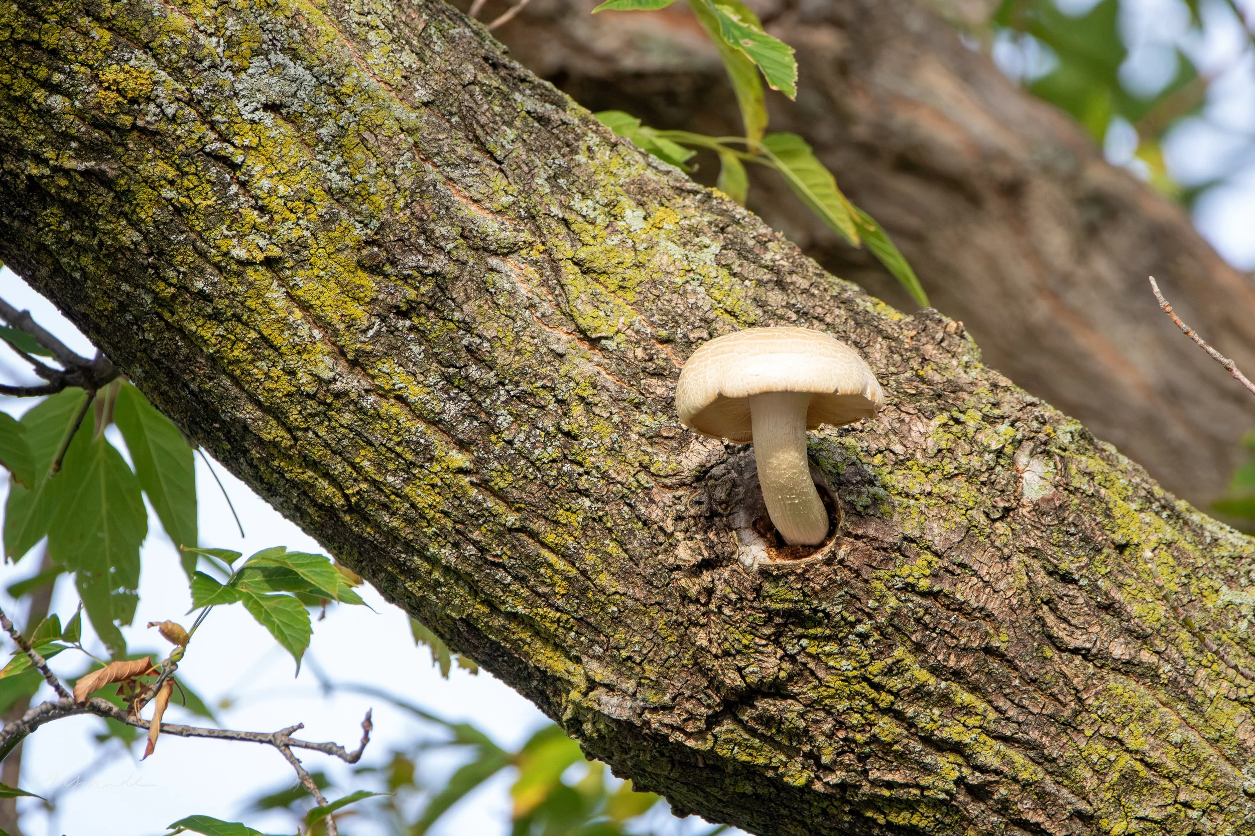 Mushroom on tree.jpg