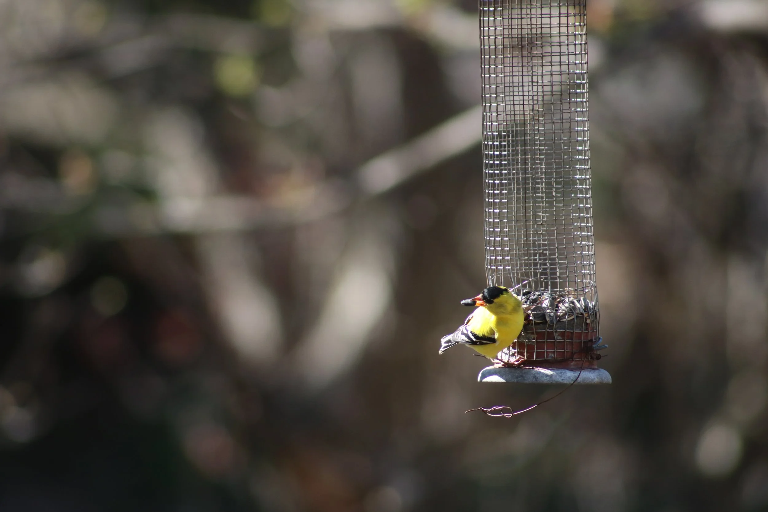 American Goldfinch with a seed