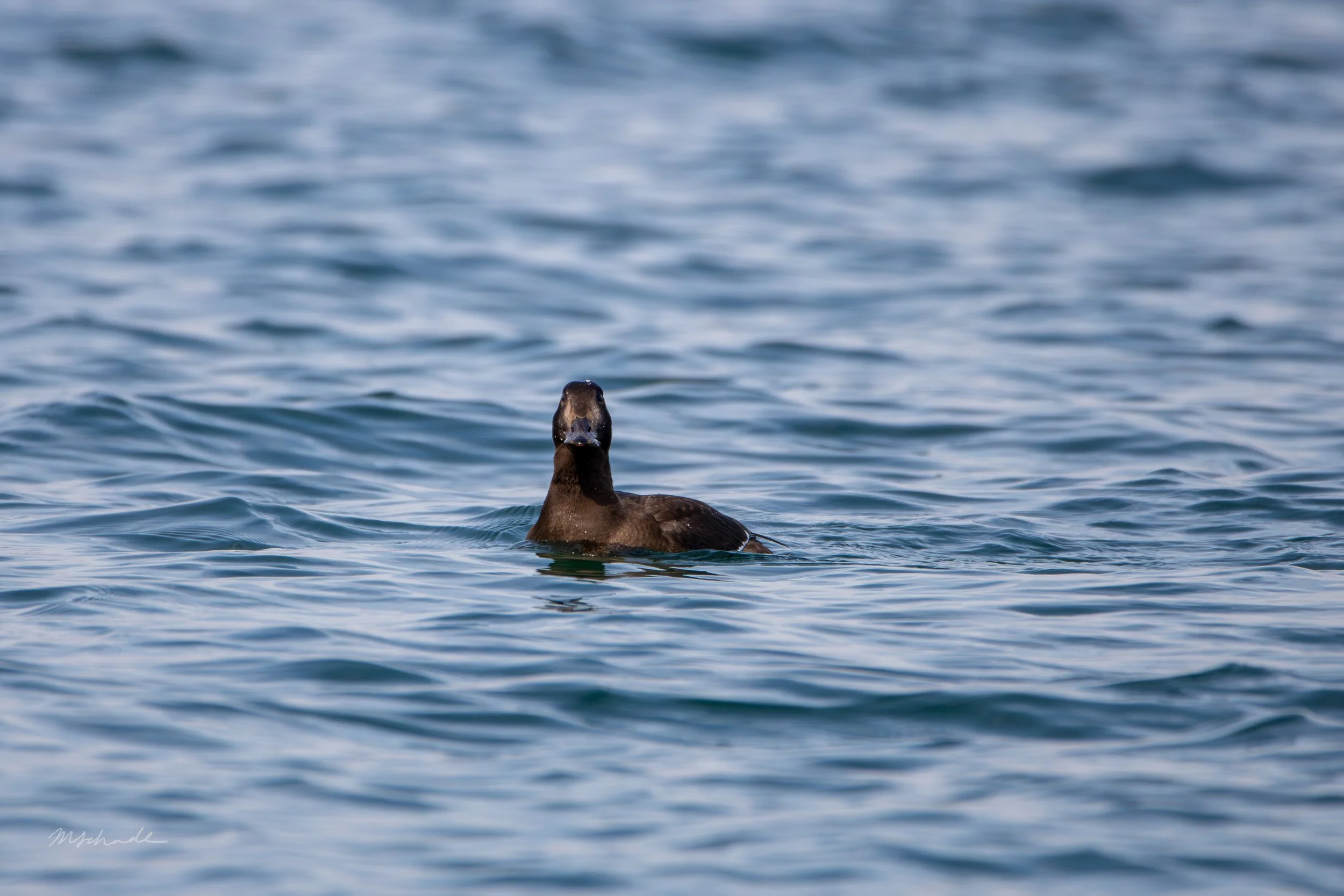 White-winged Scoter (3).jpg