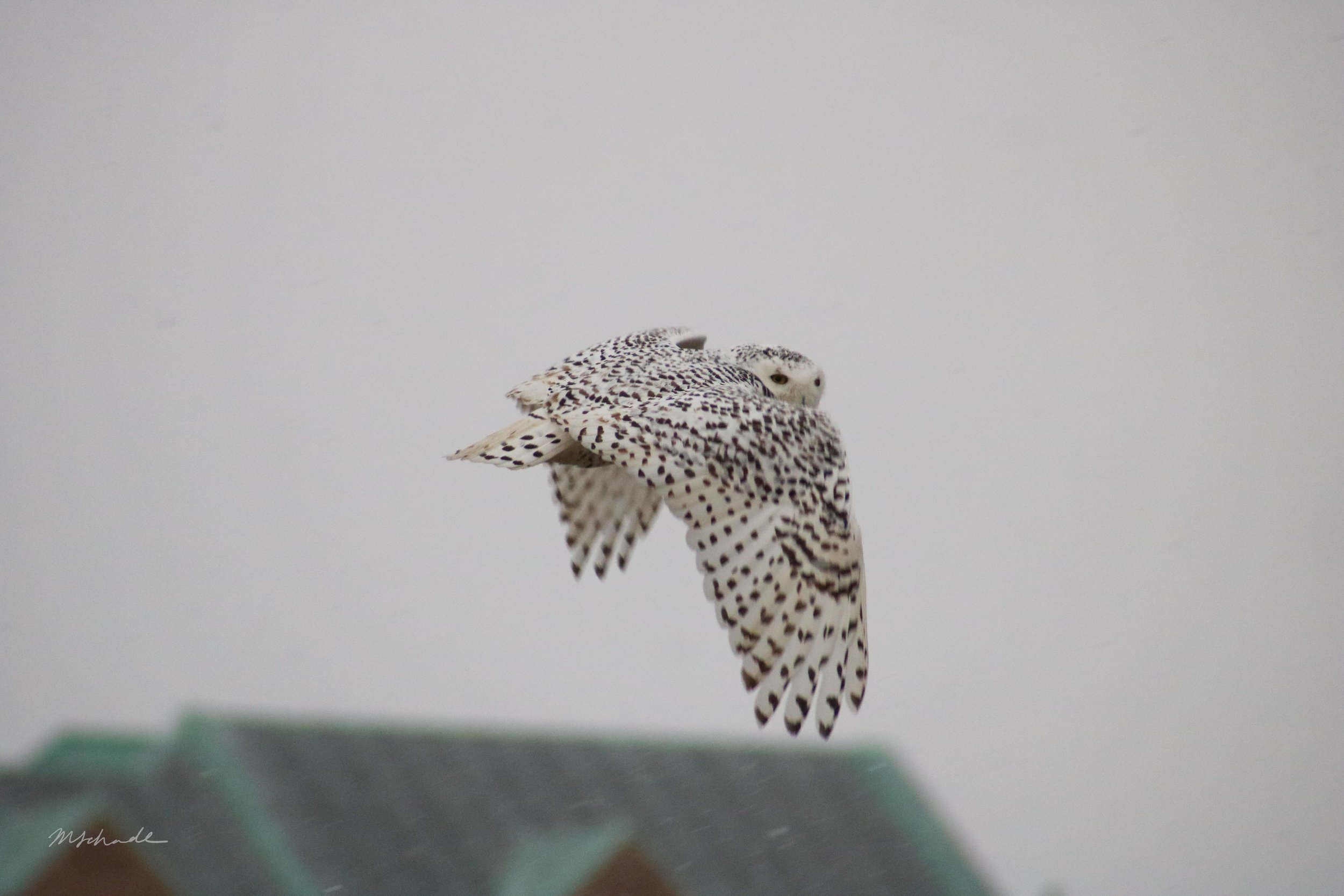 Bronte, ON, 2021-01-26