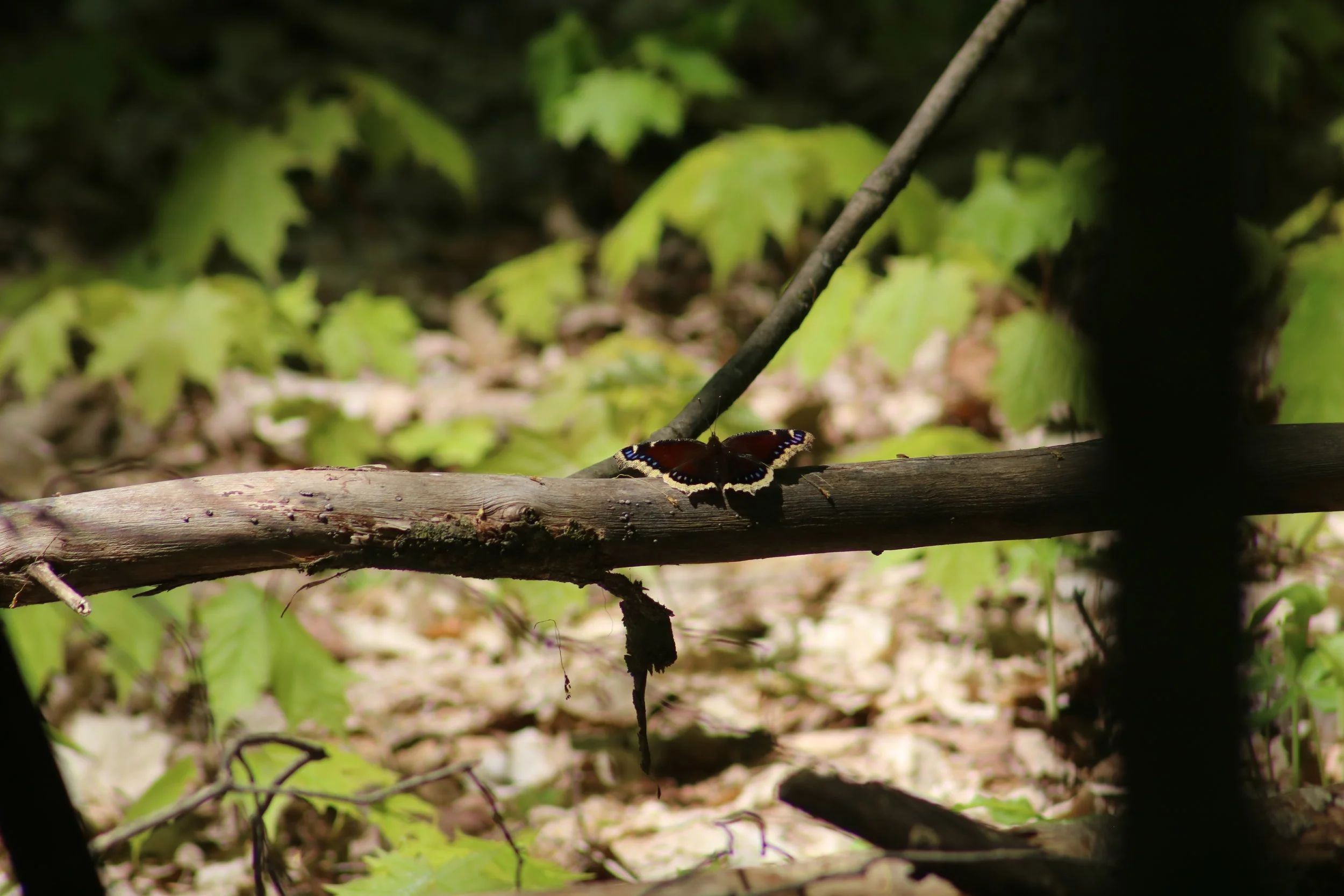 Mourning Cloak