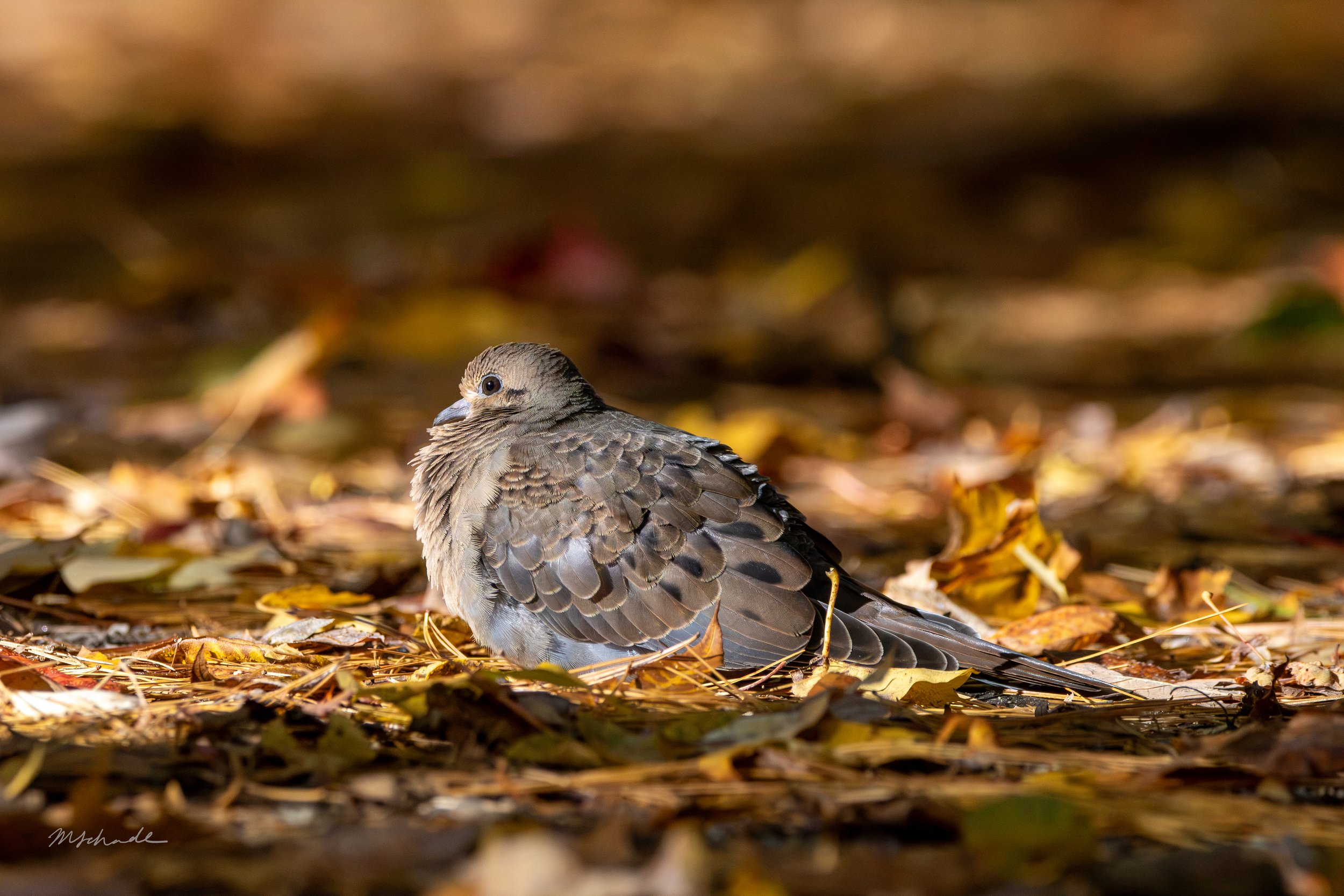 Mourning Dove ruffle.jpg