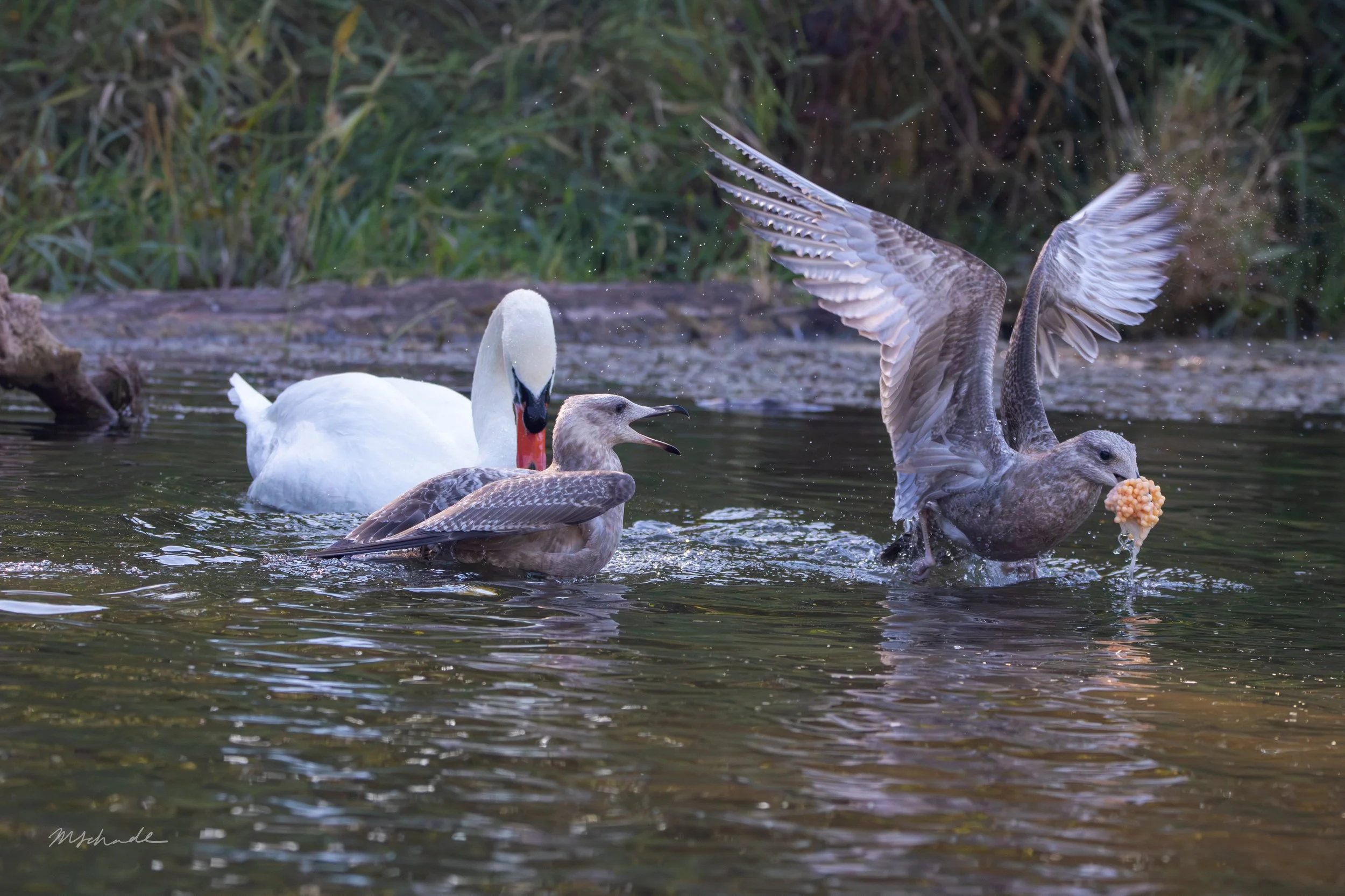 #2 Swan gets involved
