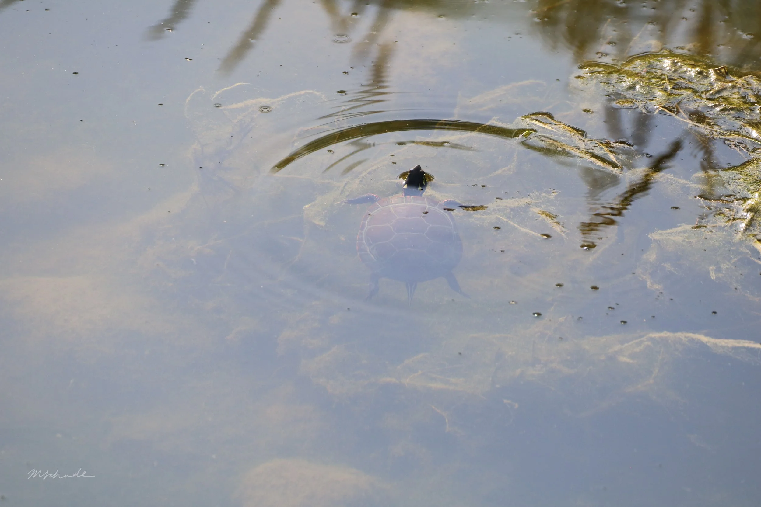 Conestogo, ON, 2026-06-13