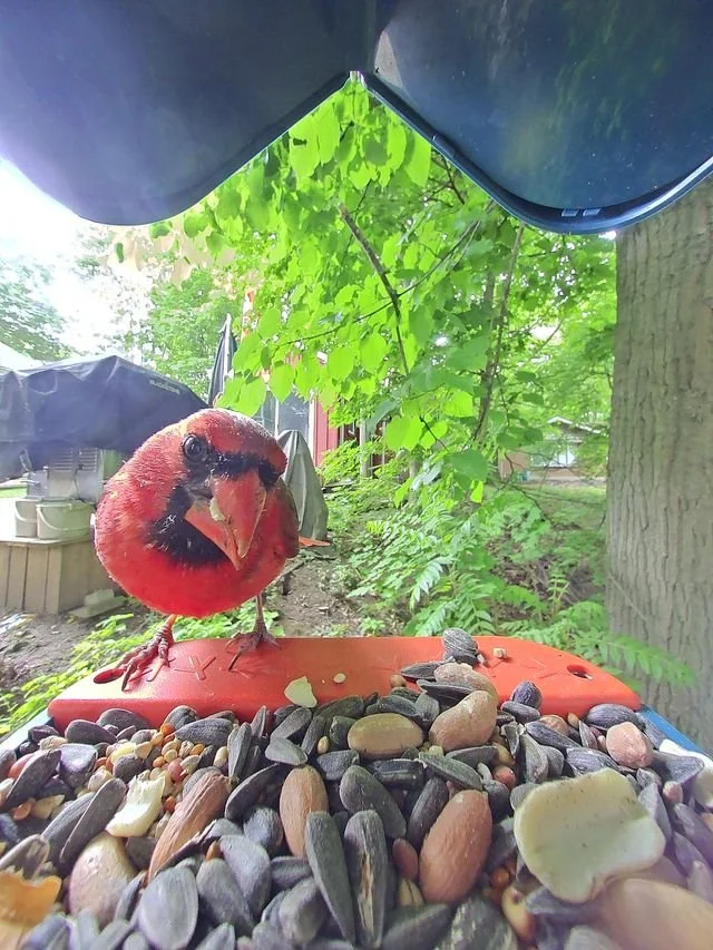 Male Northern Cardinal.jpg