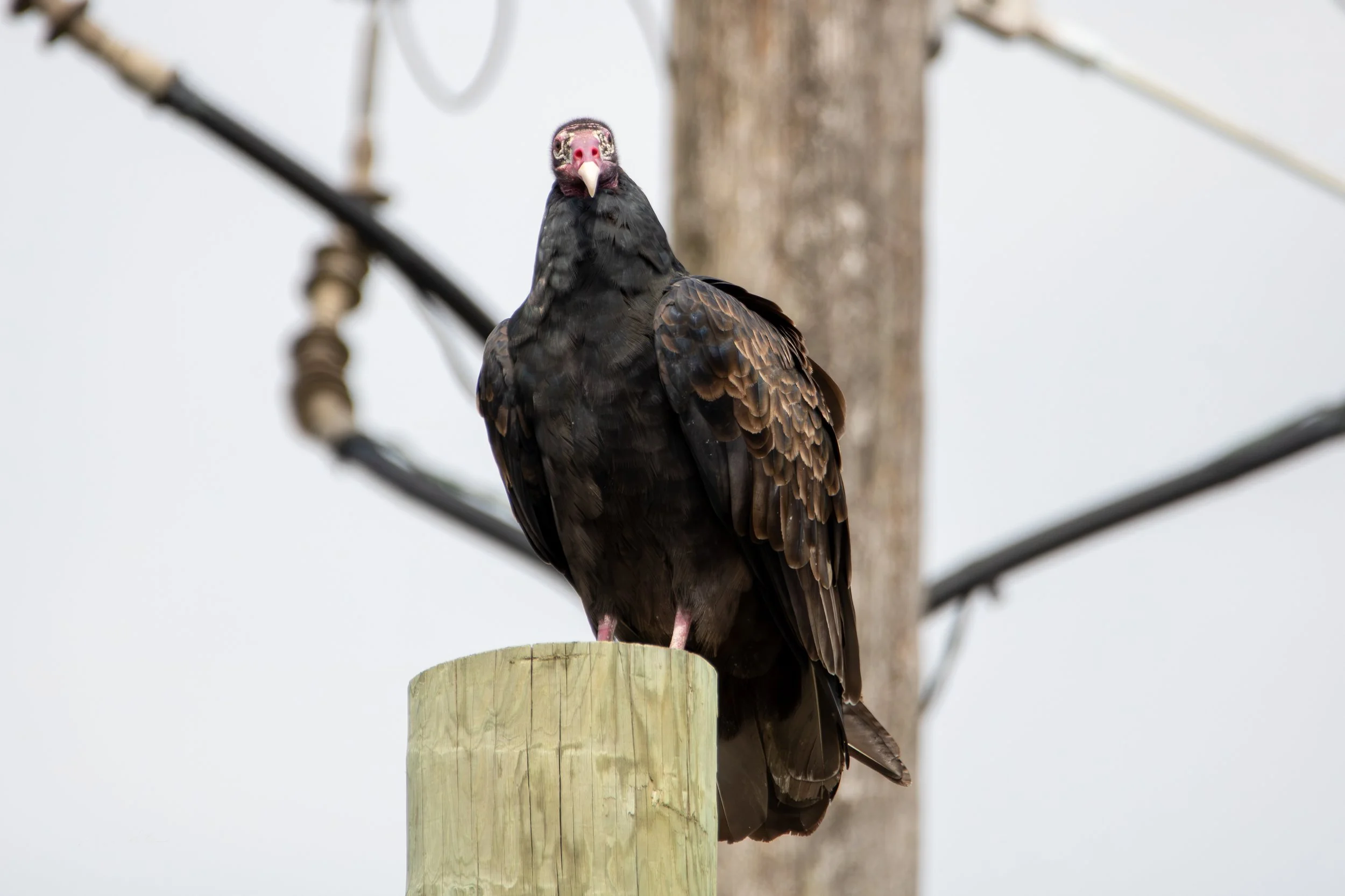 Turkey Vulture looking forward.jpg