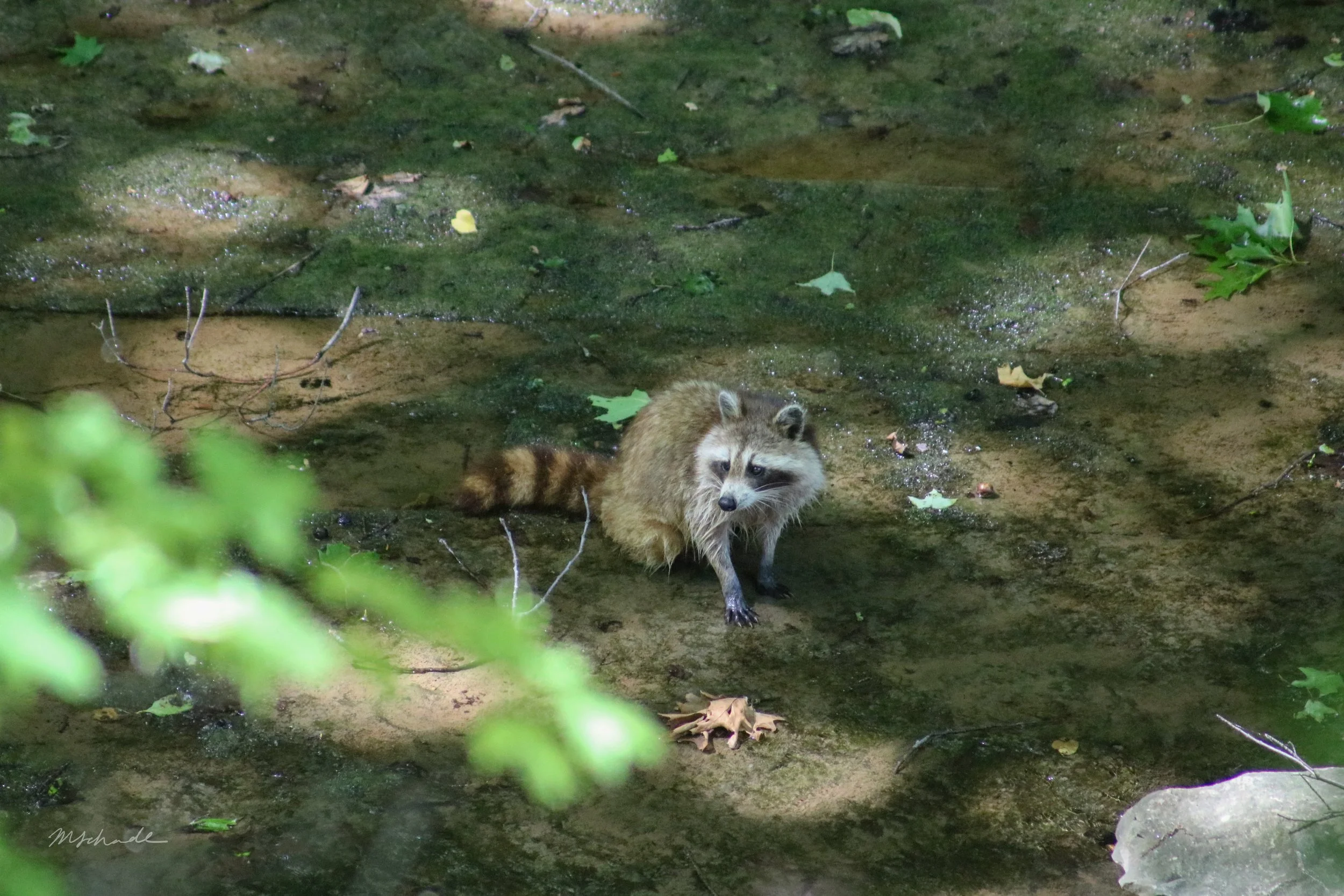 Dunnville, ON, 2026-06-13