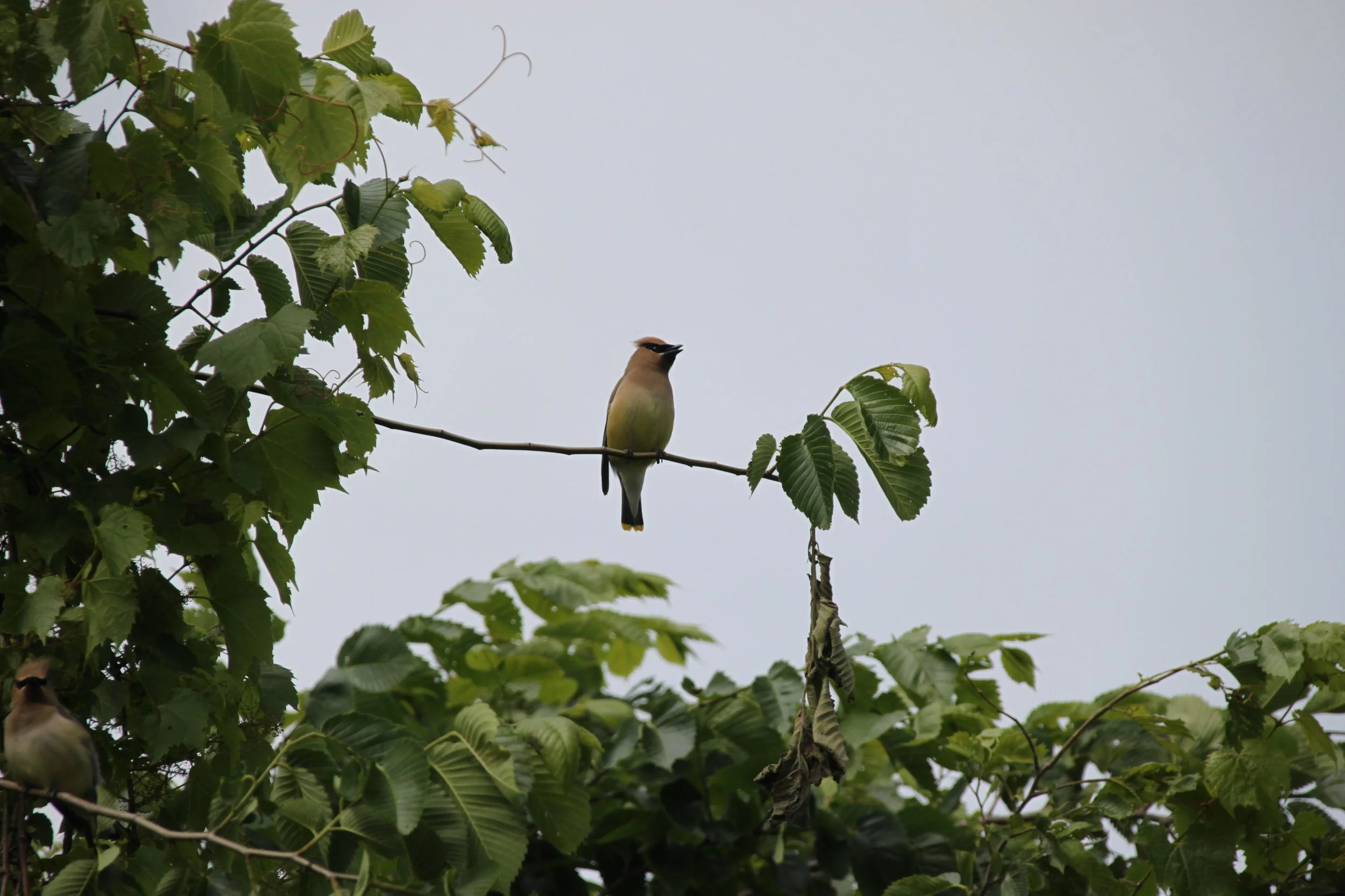 Cedar Waxwing 5.JPG