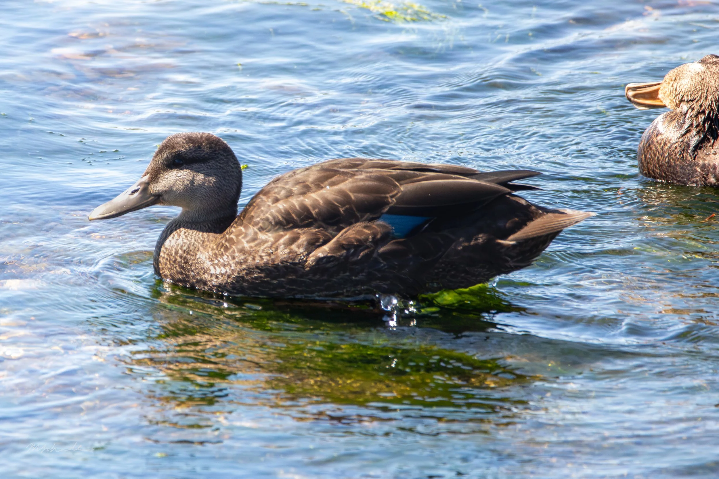 Rocky Harbour, NL, 2026-08-06