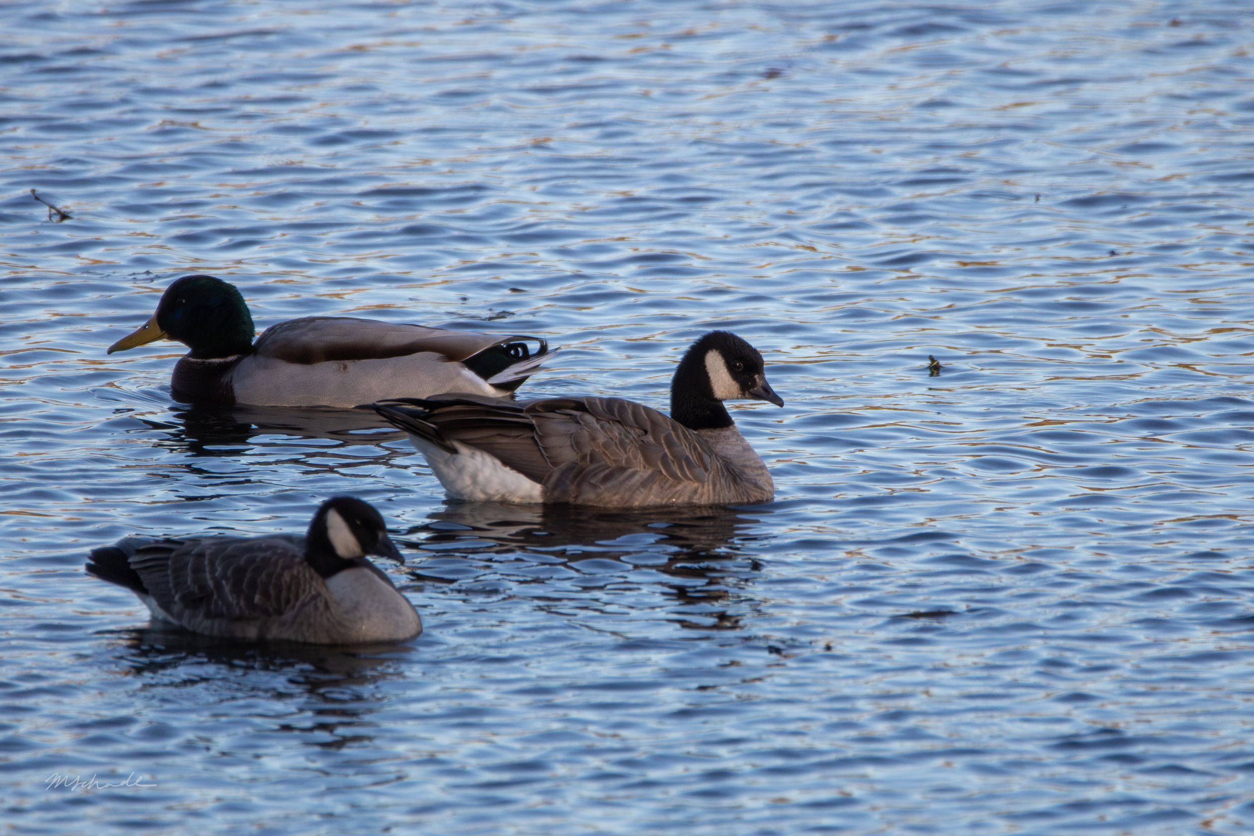 Cackling Goose + Mallard.jpg