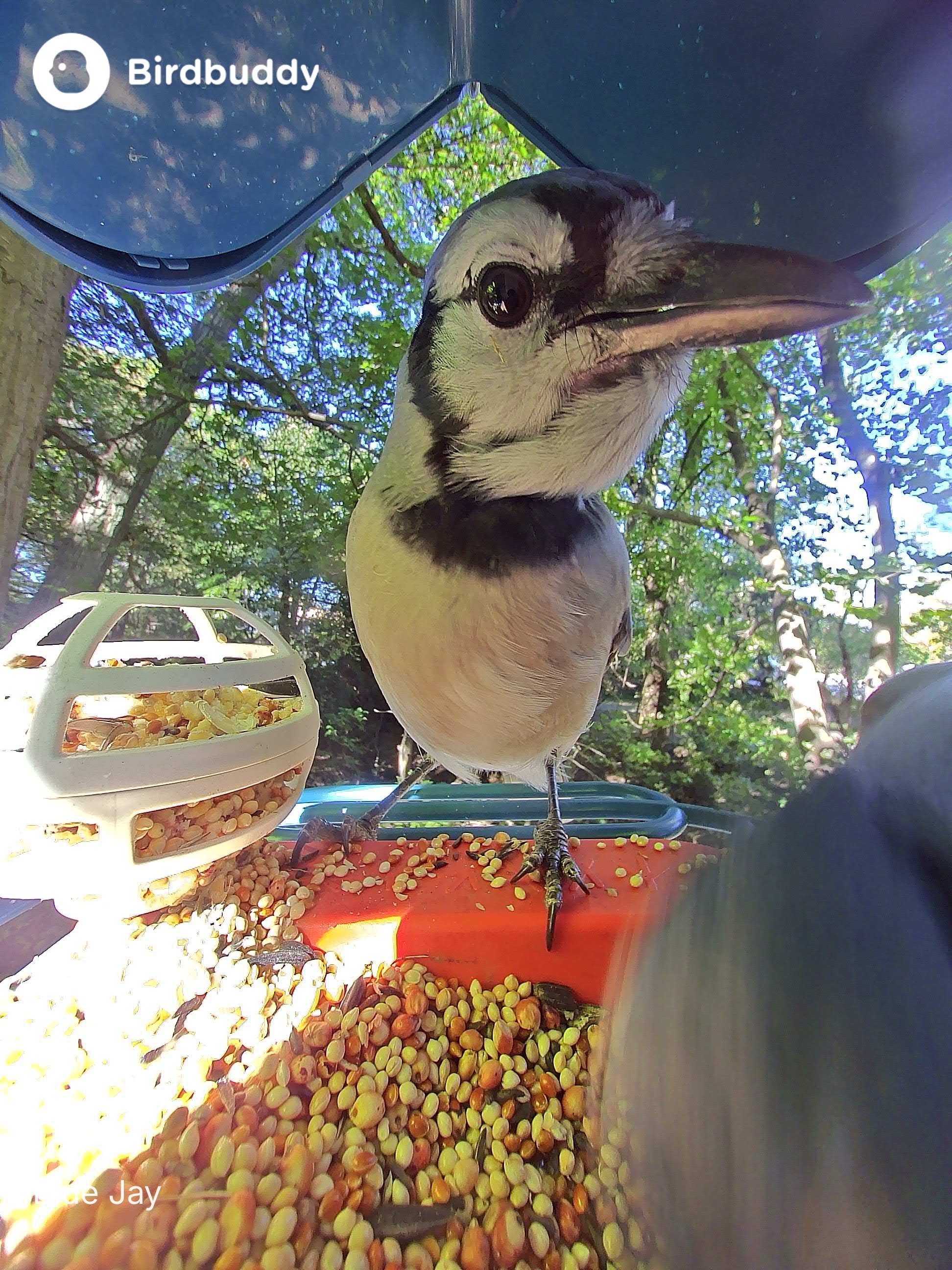Bluejay birdbuddy (1).JPG