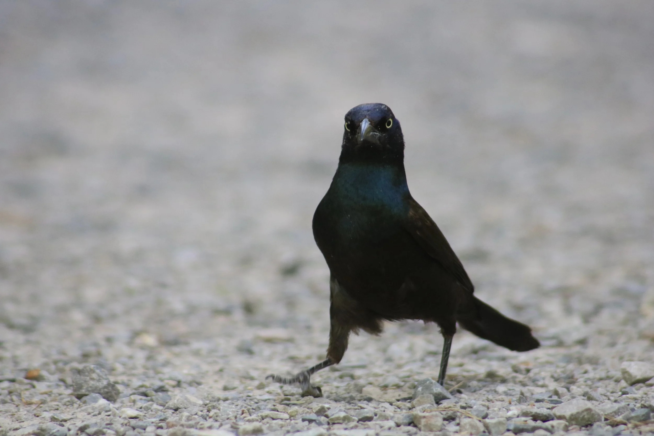 Common Grackle Posing.JPG