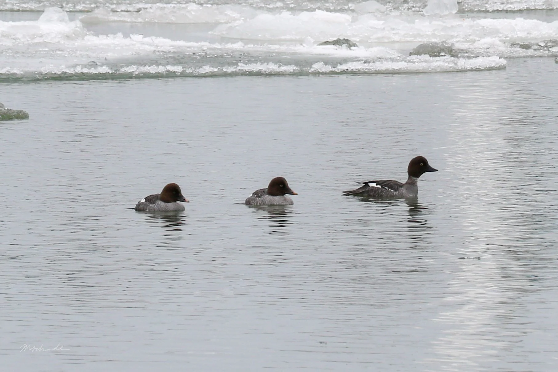 Bronte, ON, 2026-02-16
