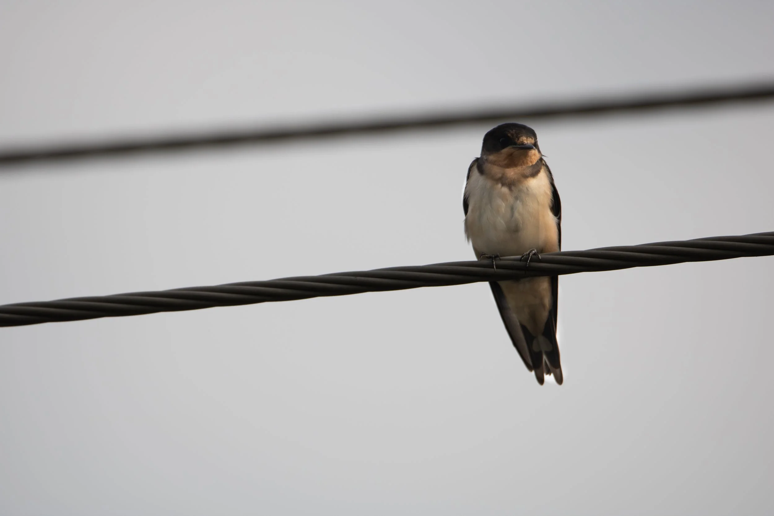 Flamborough, ON, 2026-07-25