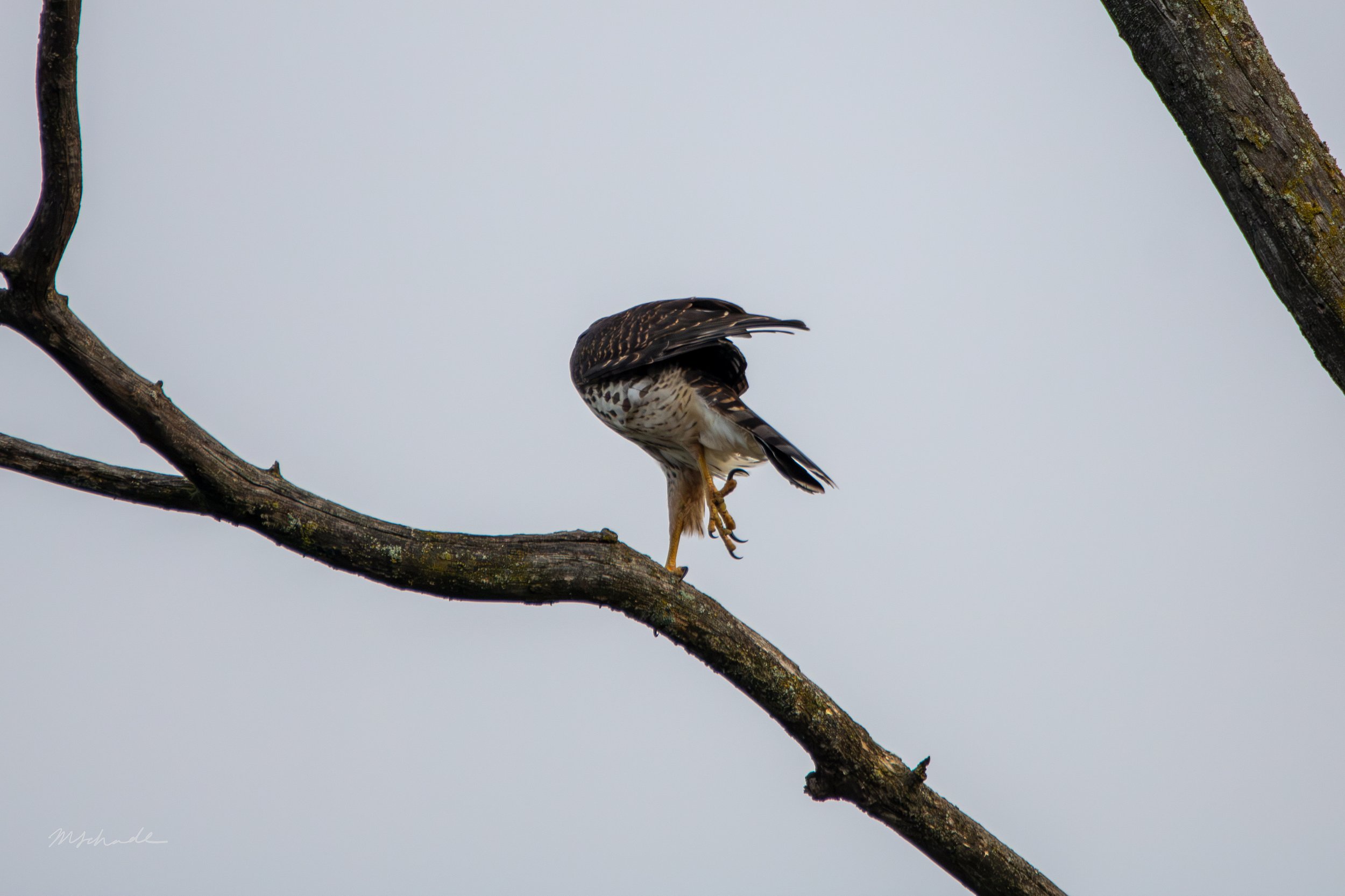 Cooper's Hawk funny (1).jpg