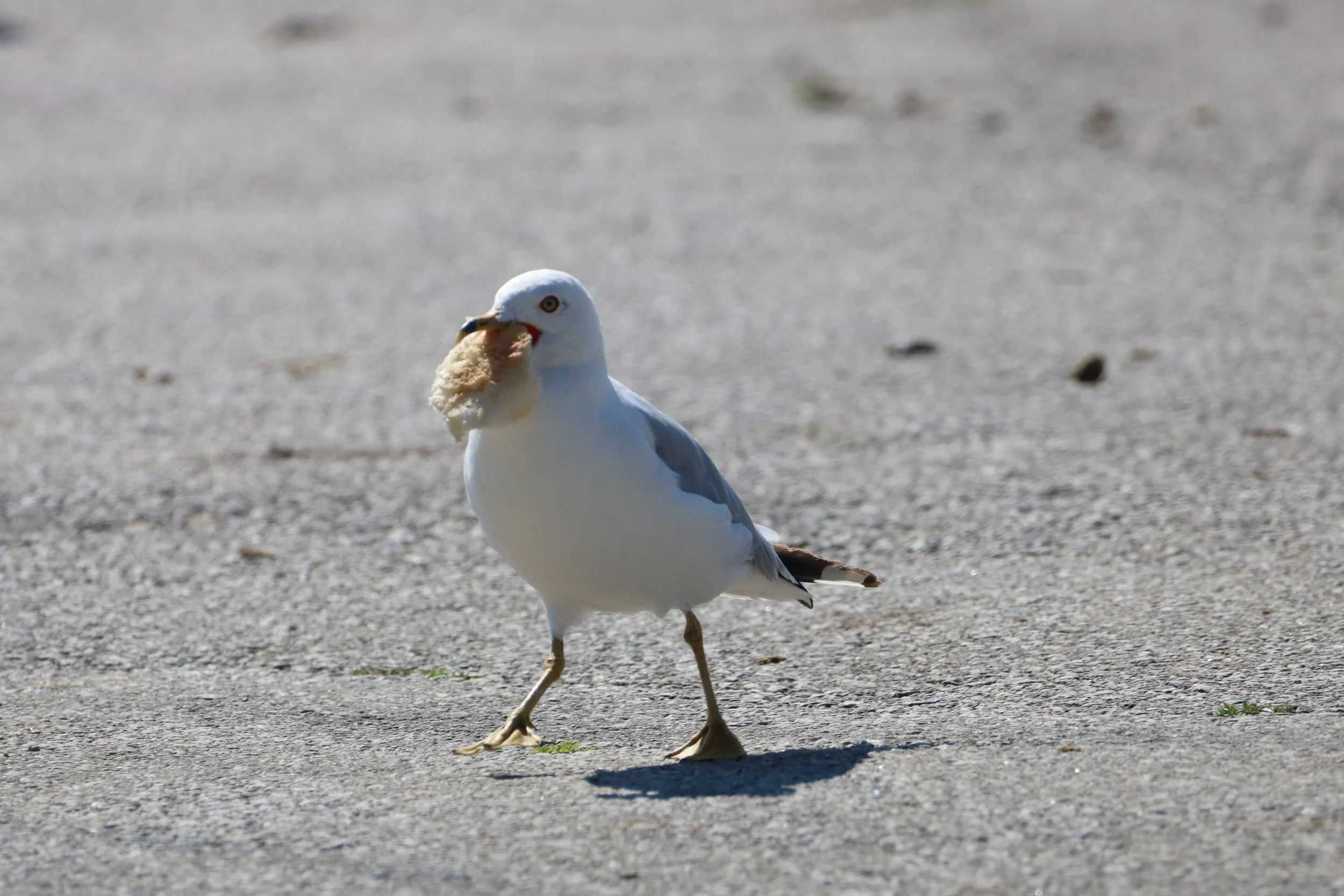 Ring-billed Gull is loafing around