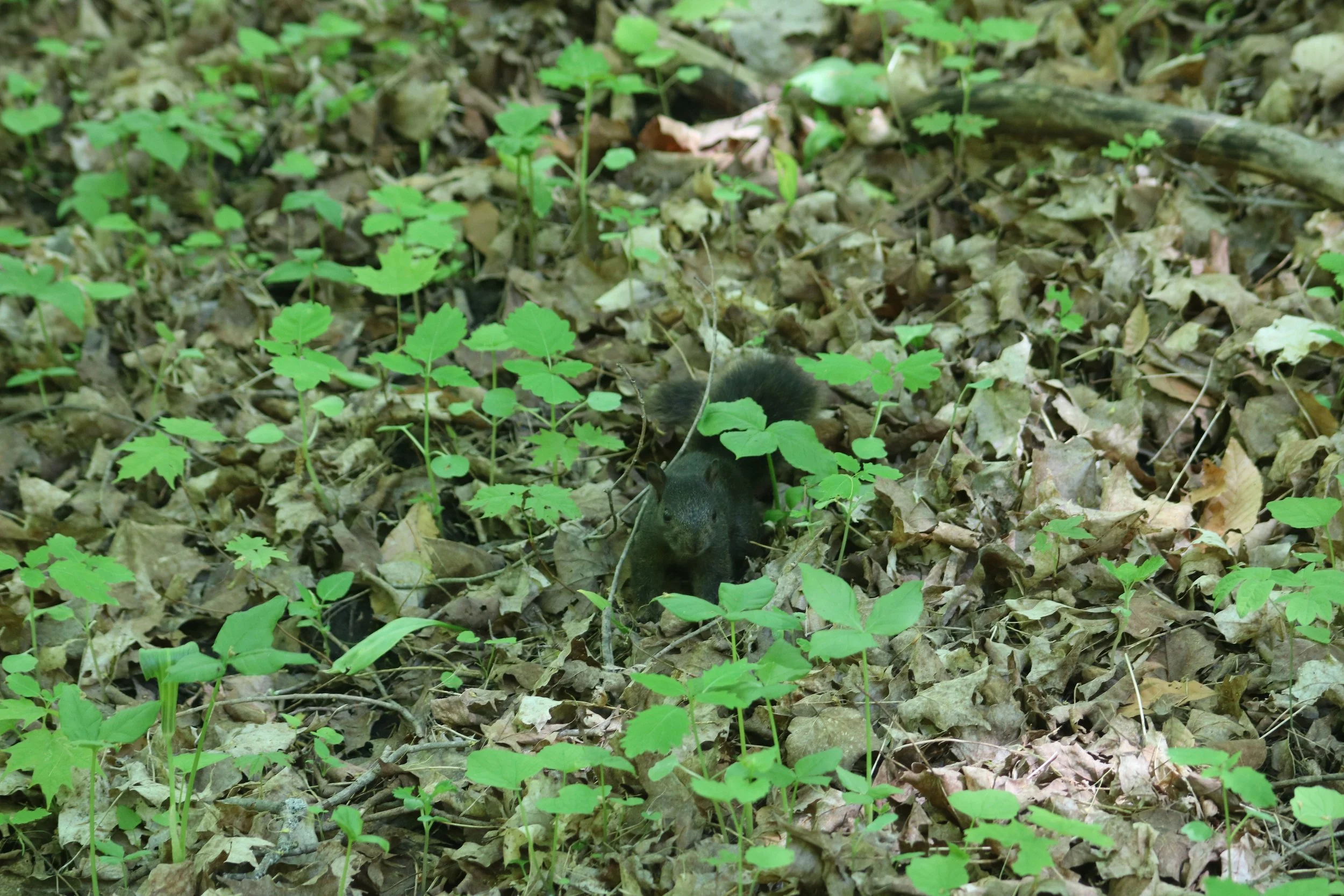 Baby squirrel.JPG