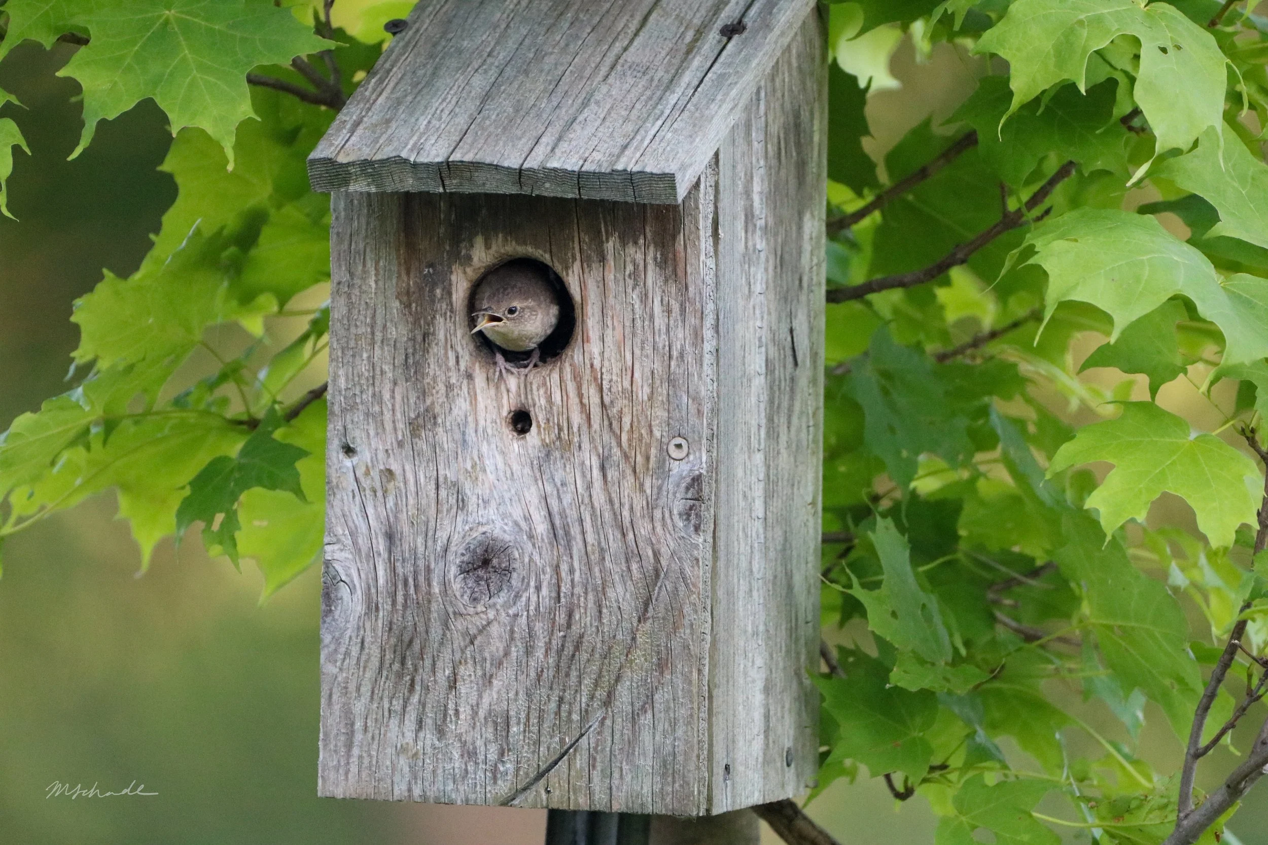 Northern House Wren