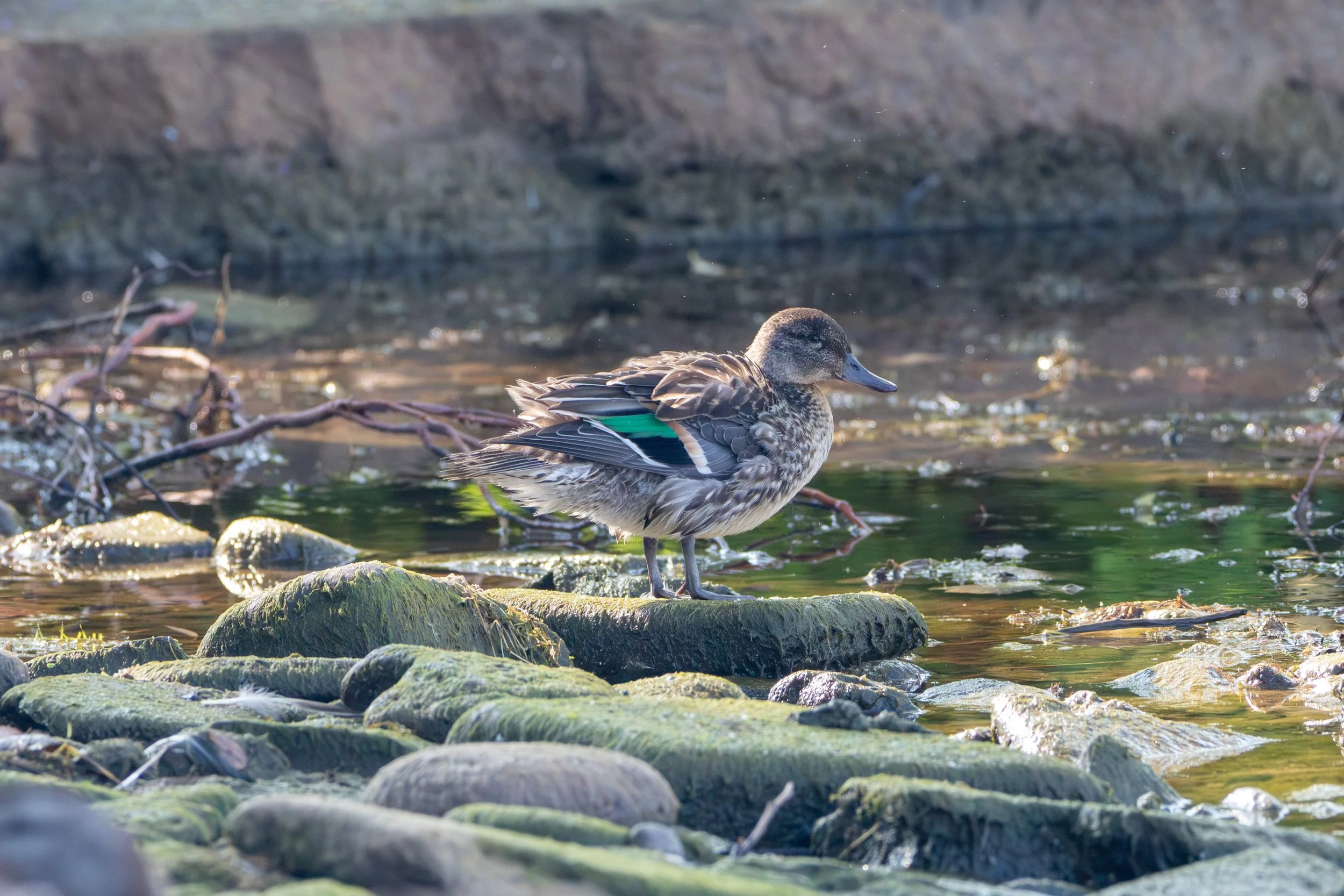 Bronte, ON, 2026-09-01