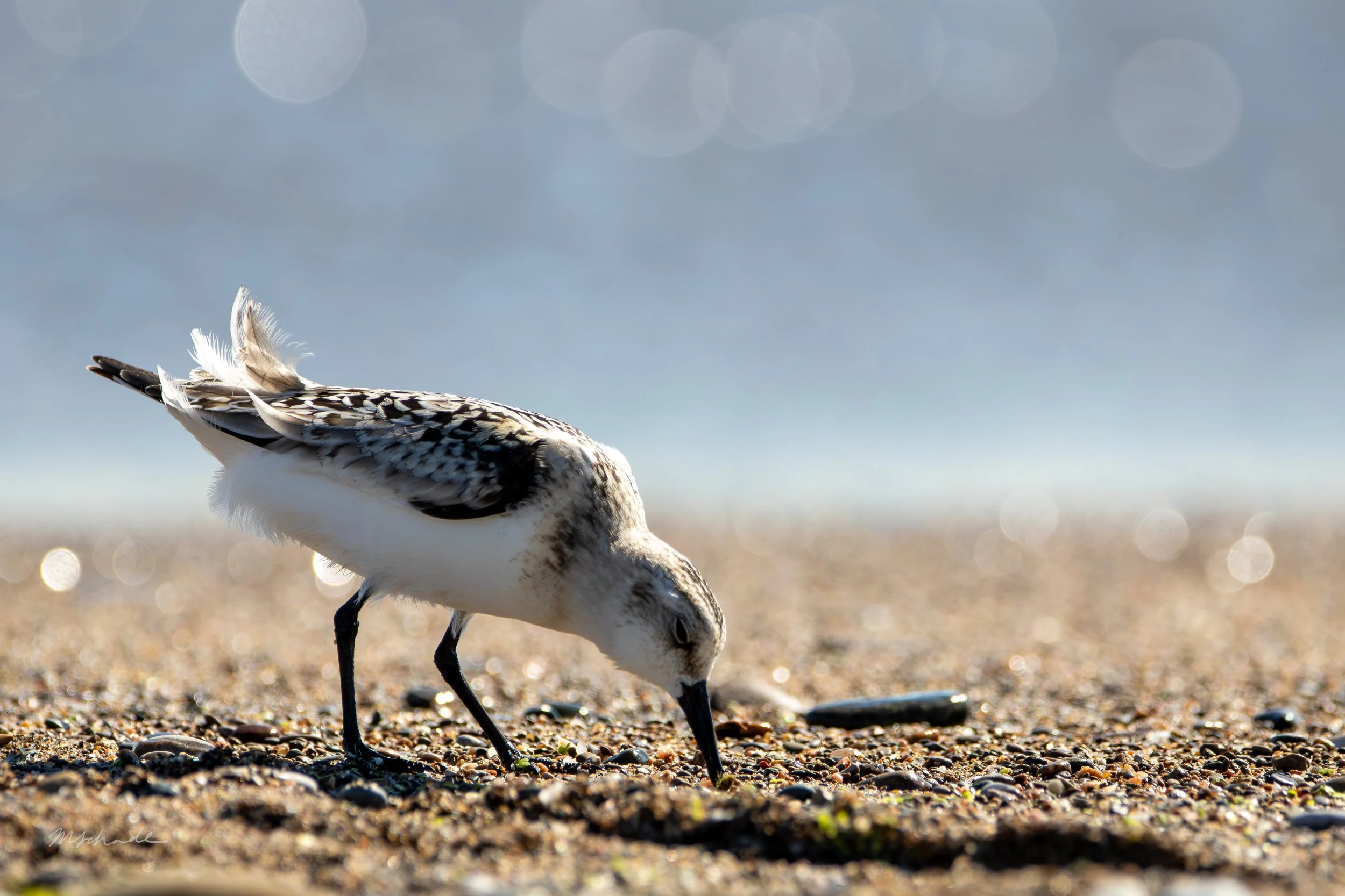 Point Pelee NP, ON, 2026-09-18