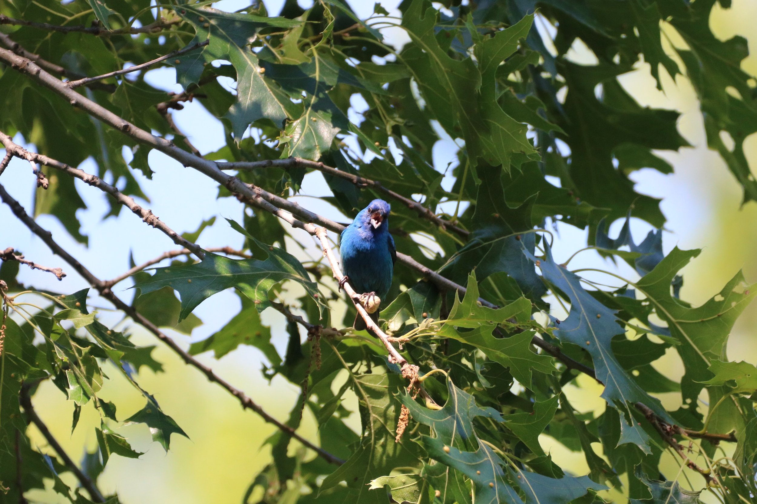 Indigo Bunting